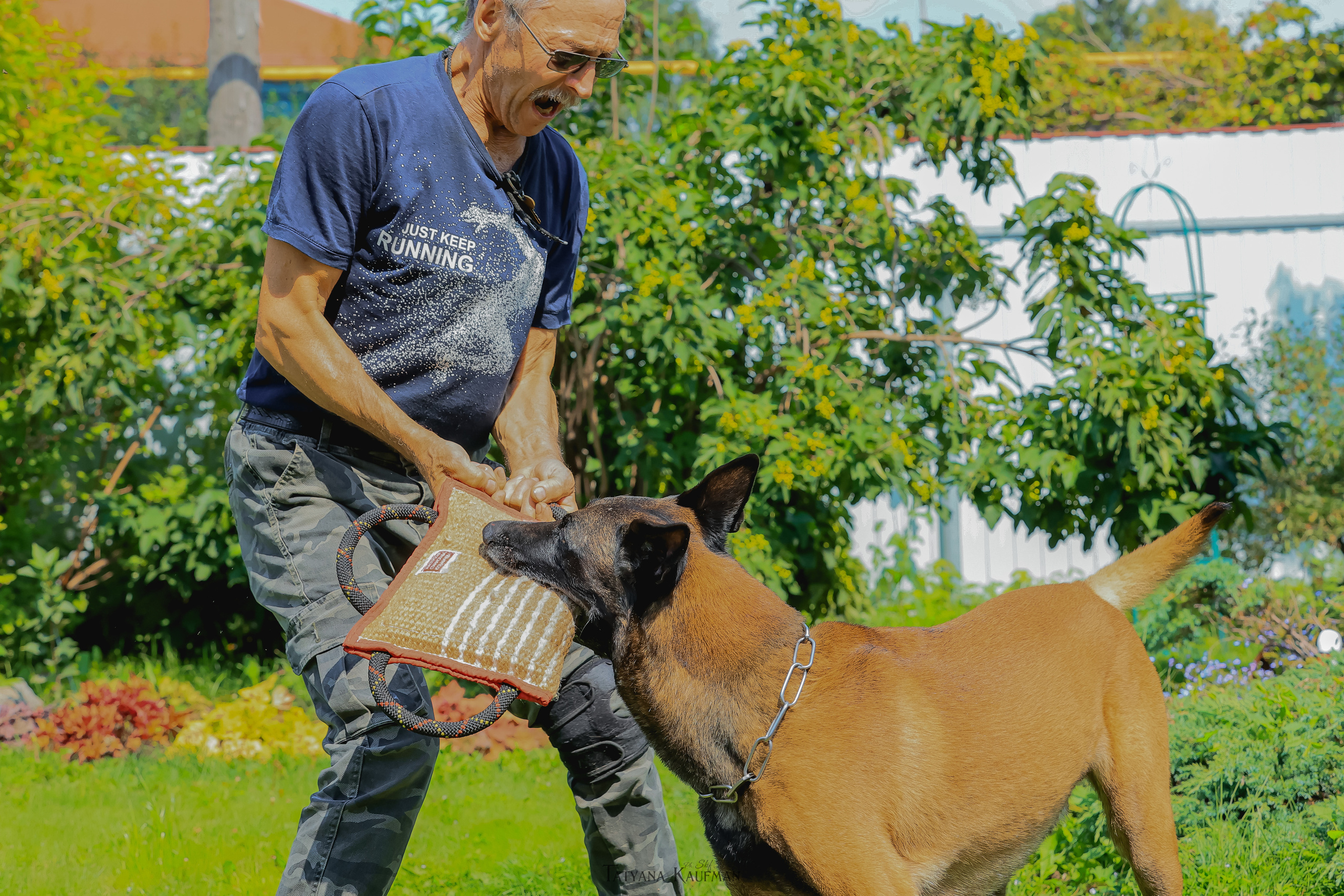 Фотосессия Малинуа. Фотограф Анималист из Новосибирска Татьяна Кауфман
