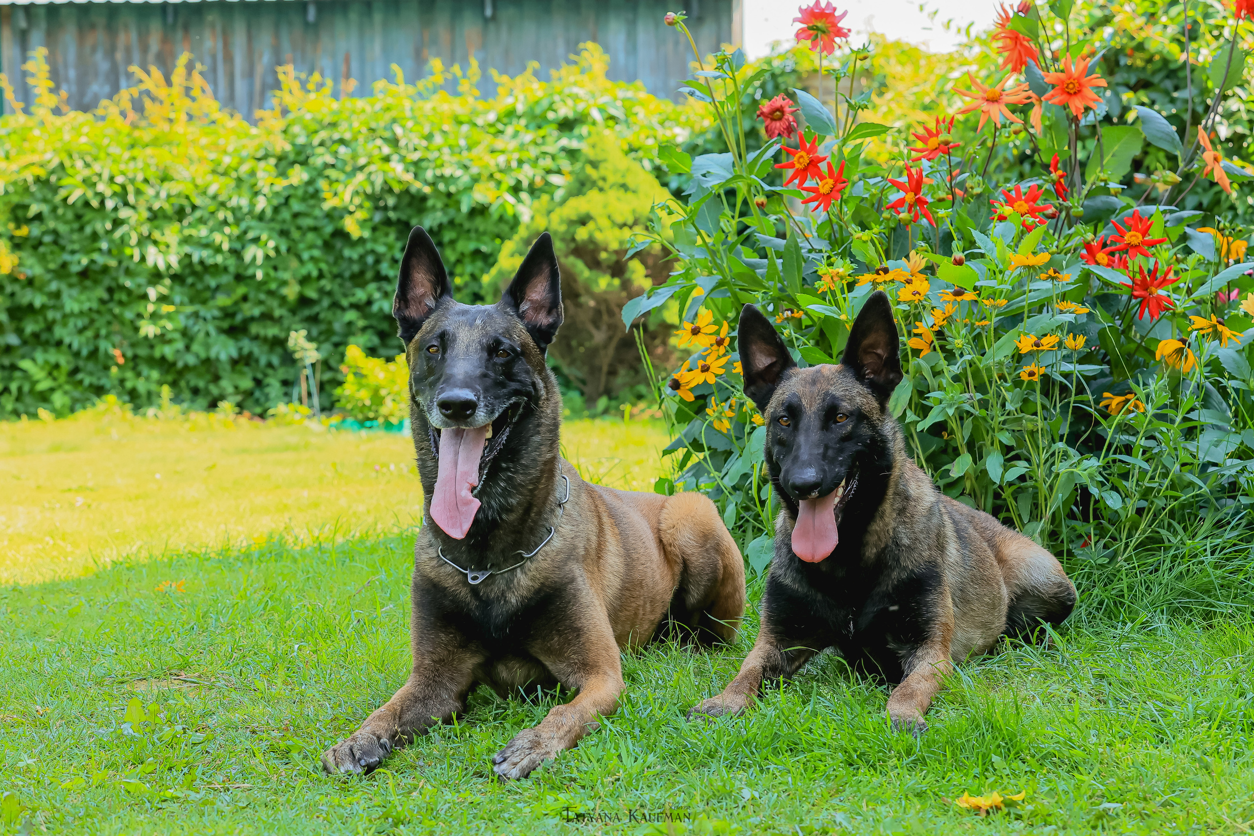 Фотосессия Малинуа. Фотограф Анималист из Новосибирска Татьяна Кауфман