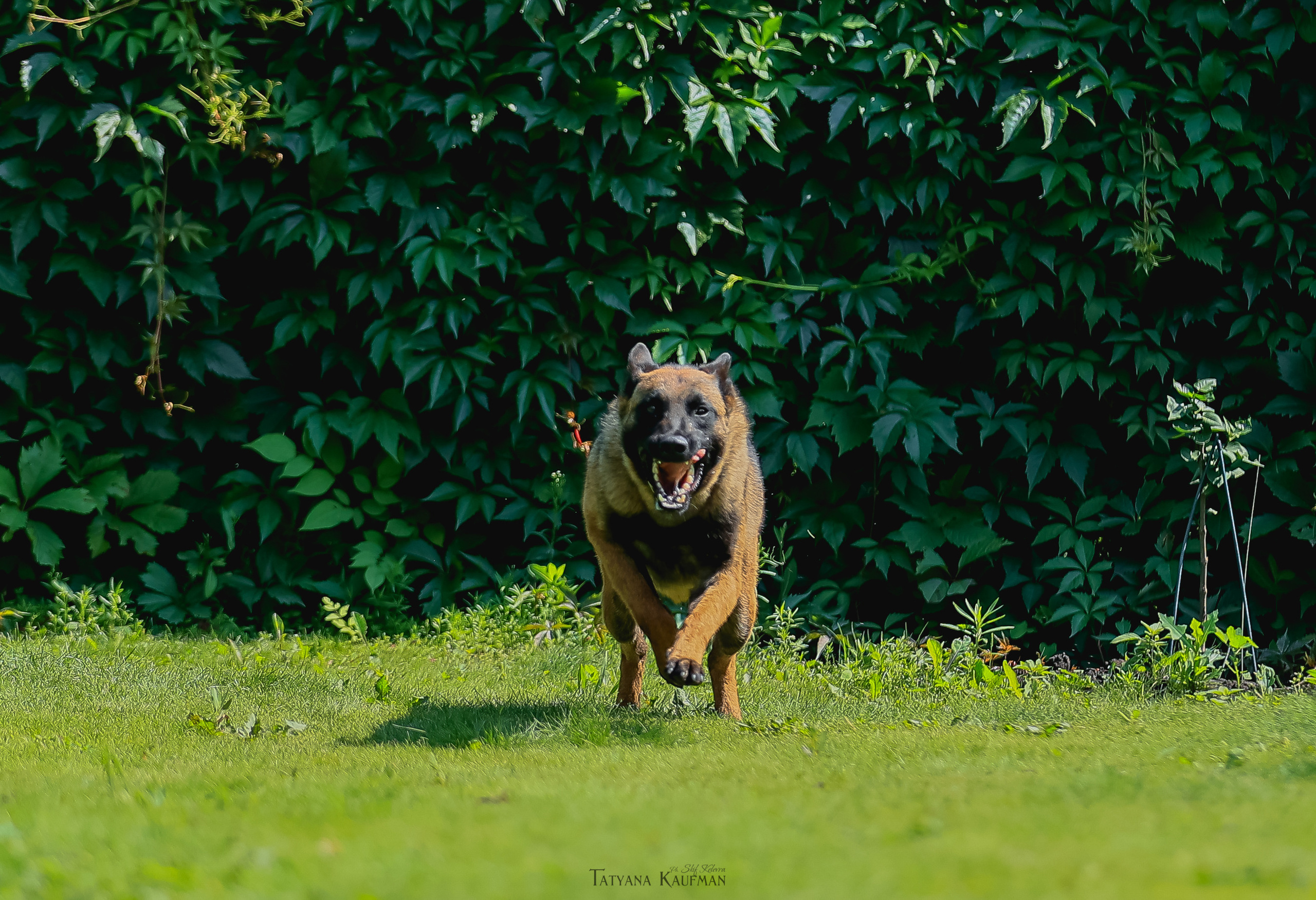 Фотосессия Малинуа. Фотограф Анималист из Новосибирска Татьяна Кауфман