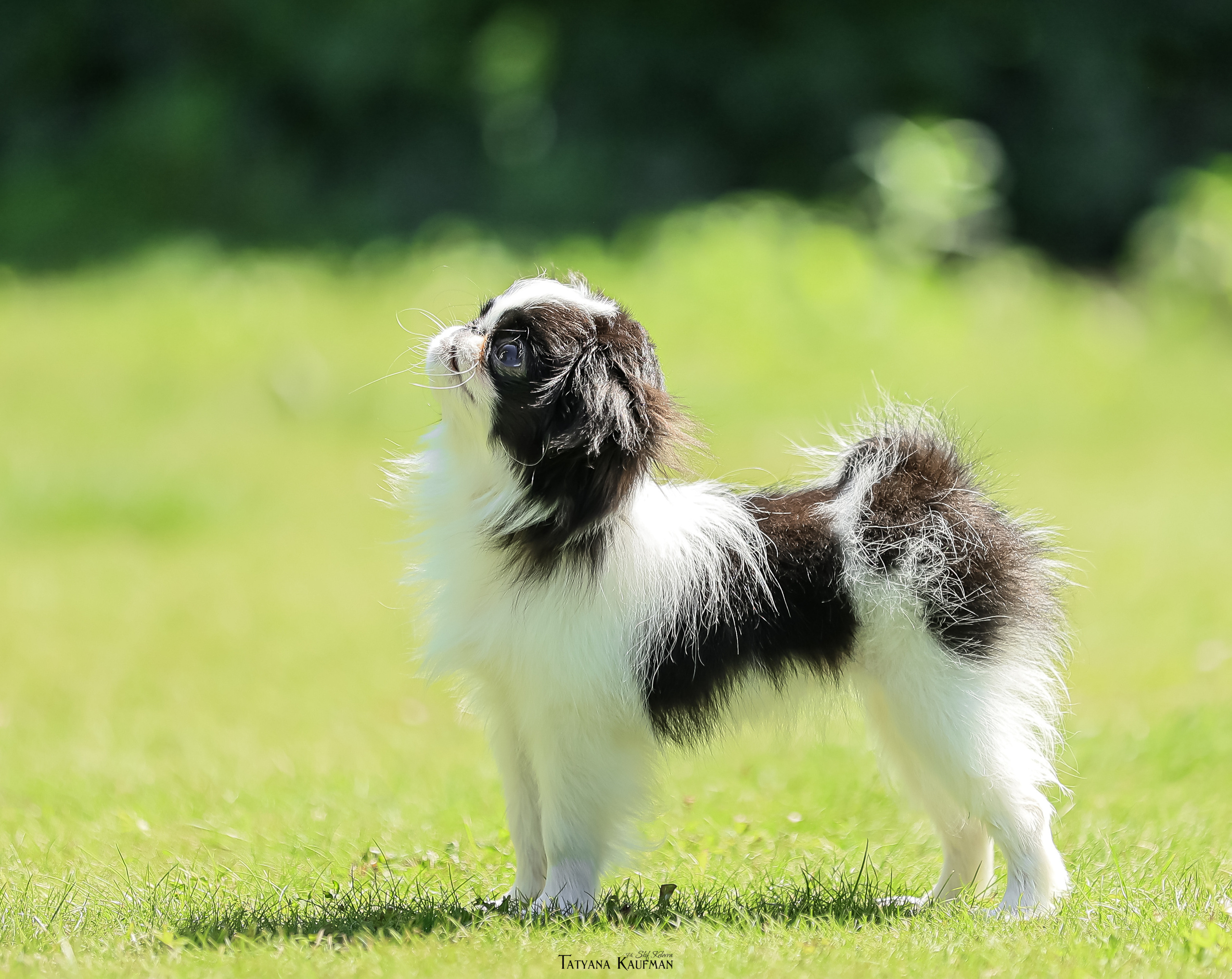 Японский хин, фотография японский хин, собака в цветах, красивая собака, фотограф анималист, фотокурс Анималистика, научиться фотографировать собак, фотограф Новосибирск