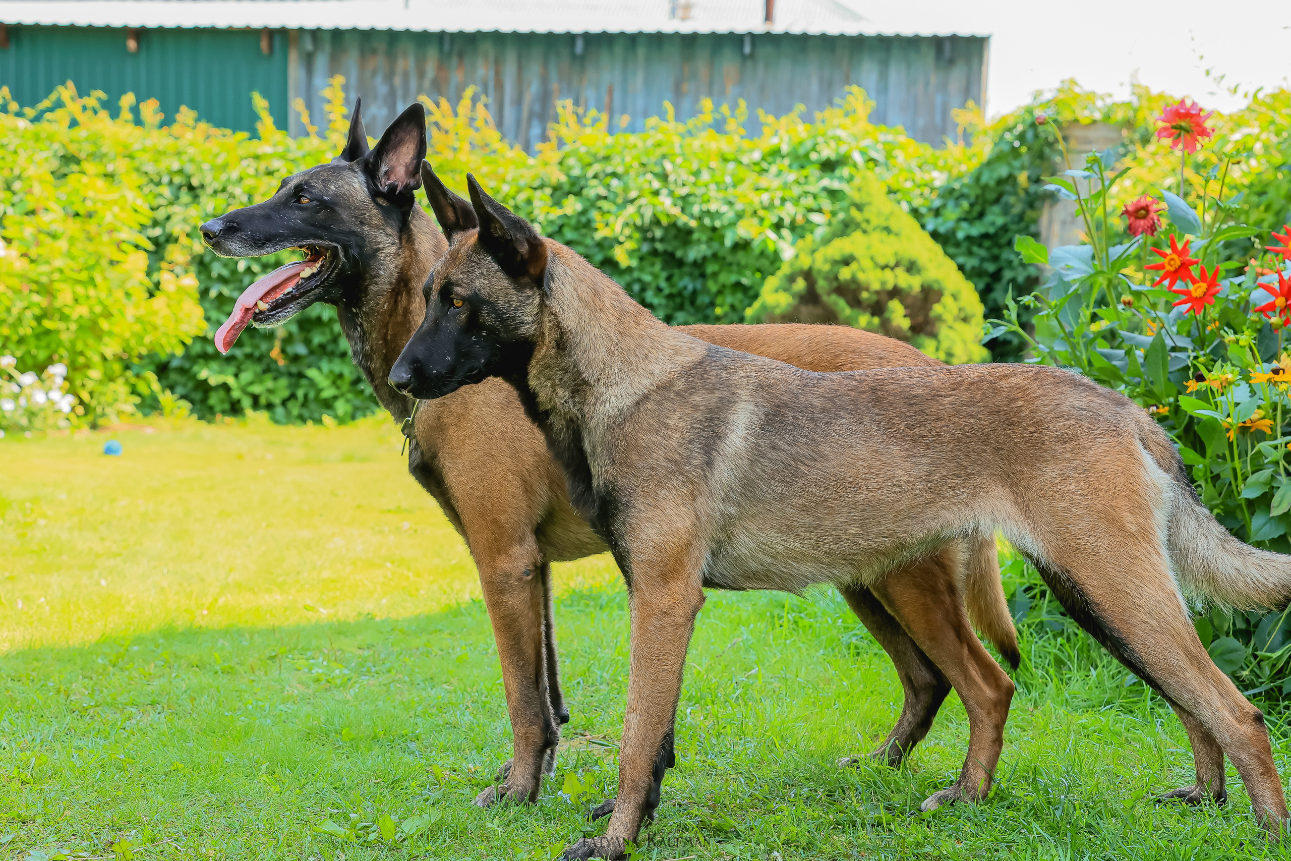 Фотосессия Малинуа. Фотограф Анималист из Новосибирска Татьяна Кауфман