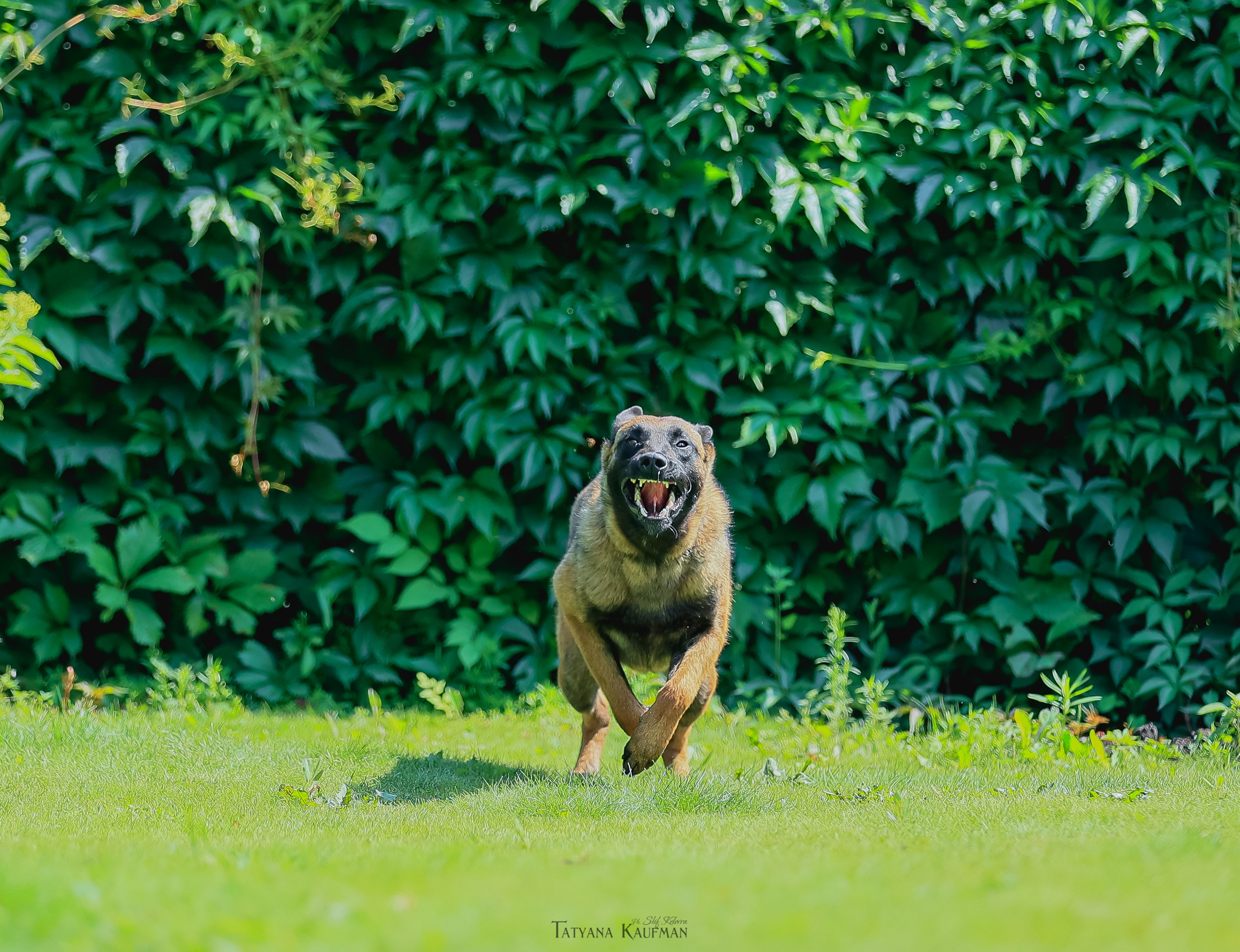 Фотосессия Малинуа. Фотограф Анималист из Новосибирска Татьяна Кауфман