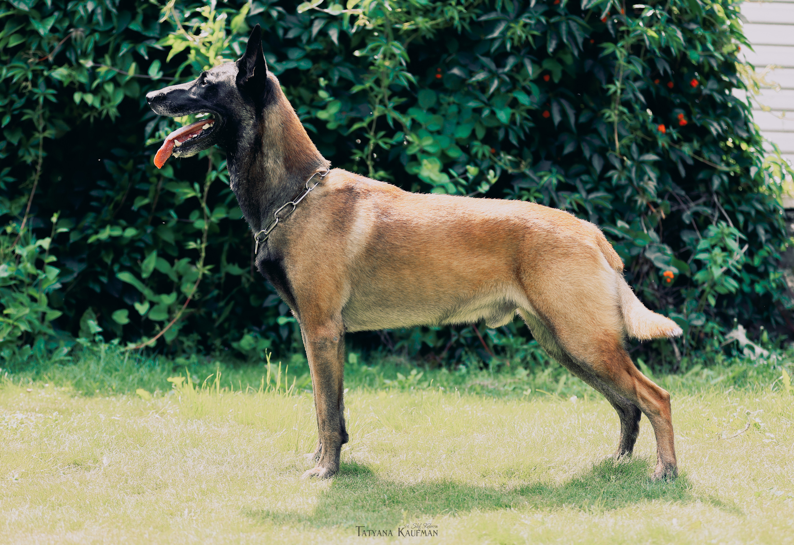 Фотосессия Малинуа. Фотограф Анималист из Новосибирска Татьяна Кауфман