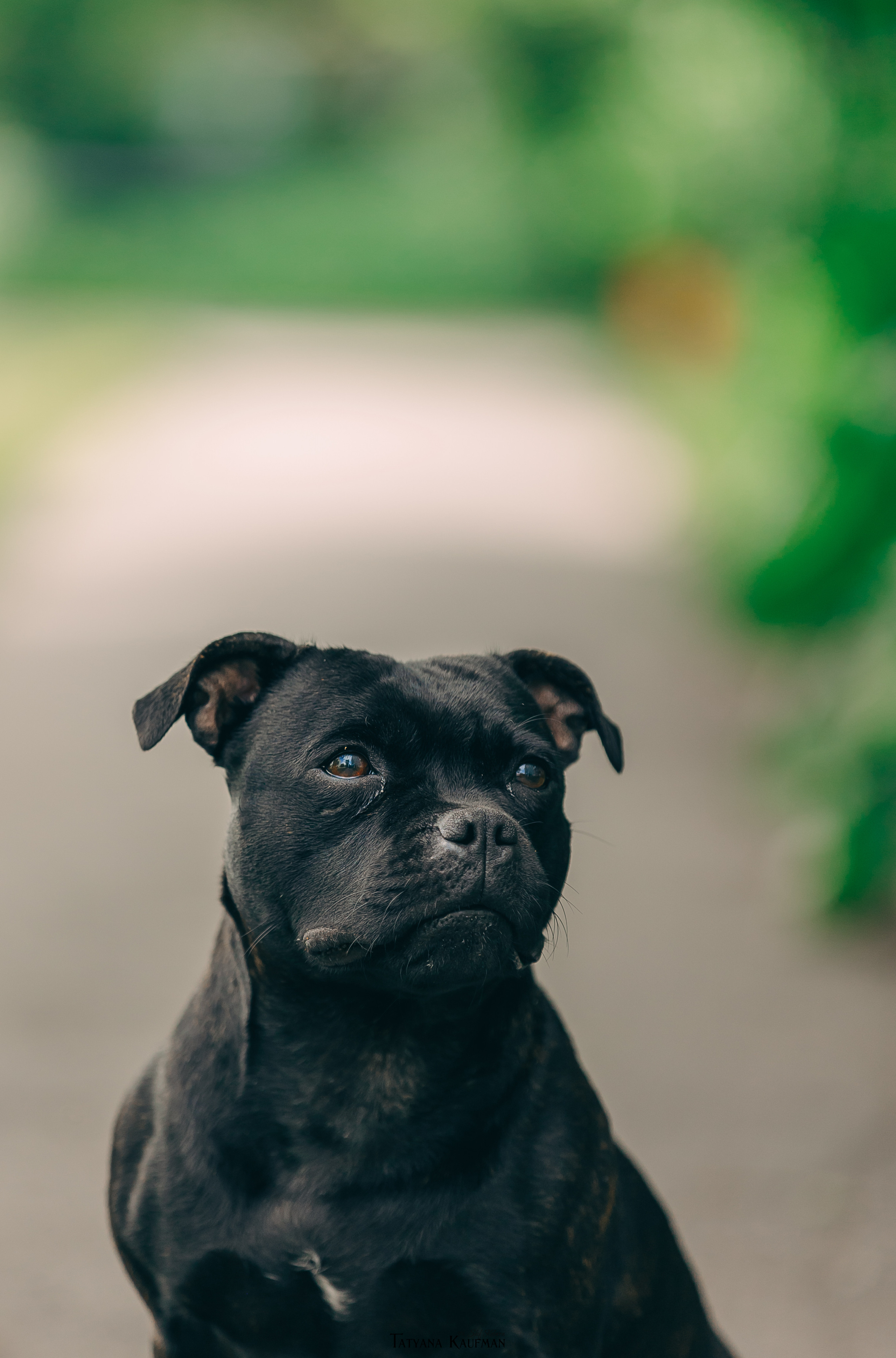 Фотосъемка стаффи. Фотограф Анималист из Новосибирска Татьяна Кауфман