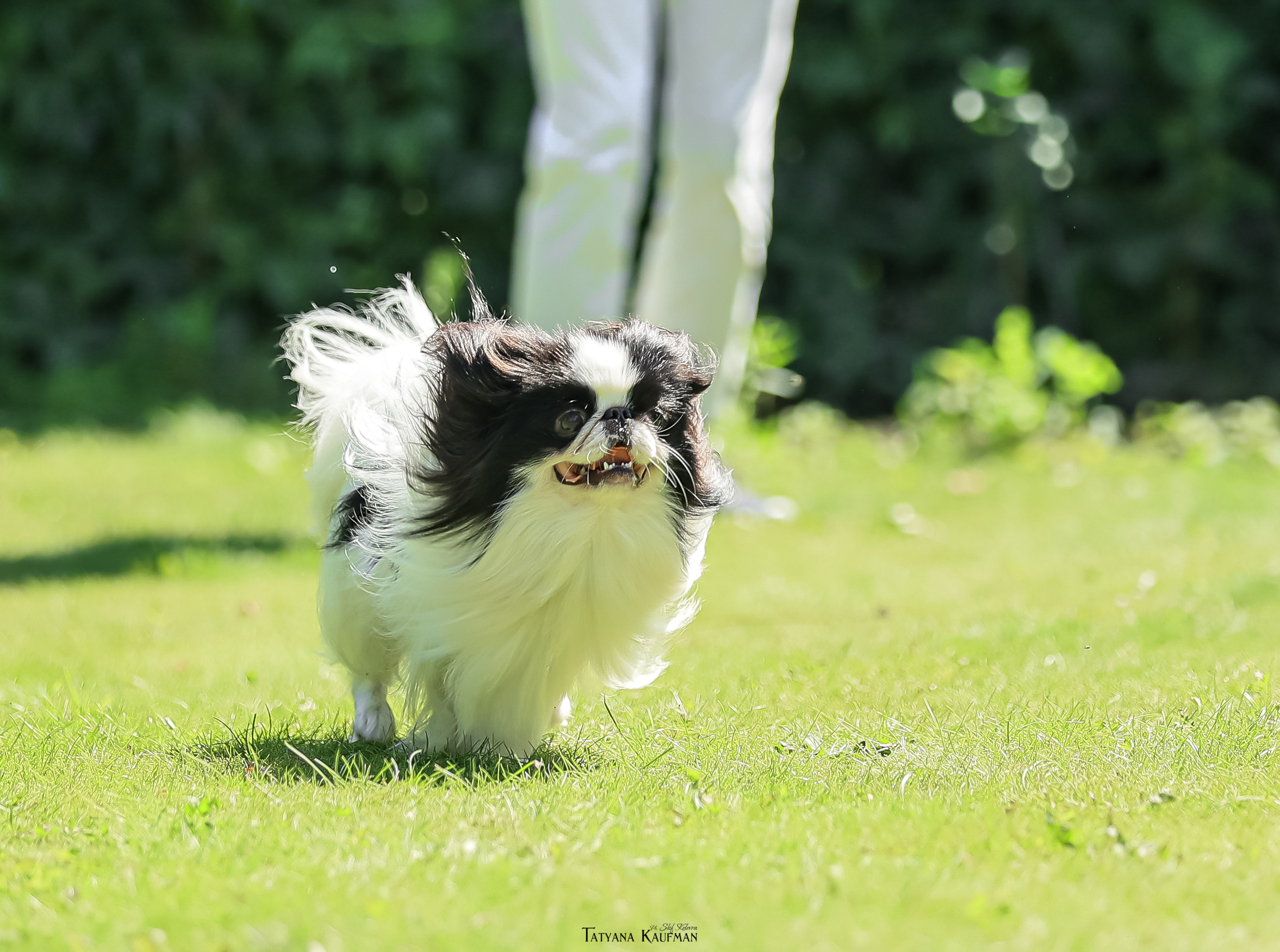 Японский хин, фотография японский хин, собака в цветах, красивая собака, фотограф анималист, фотокурс Анималистика, научиться фотографировать собак, фотограф Новосибирск