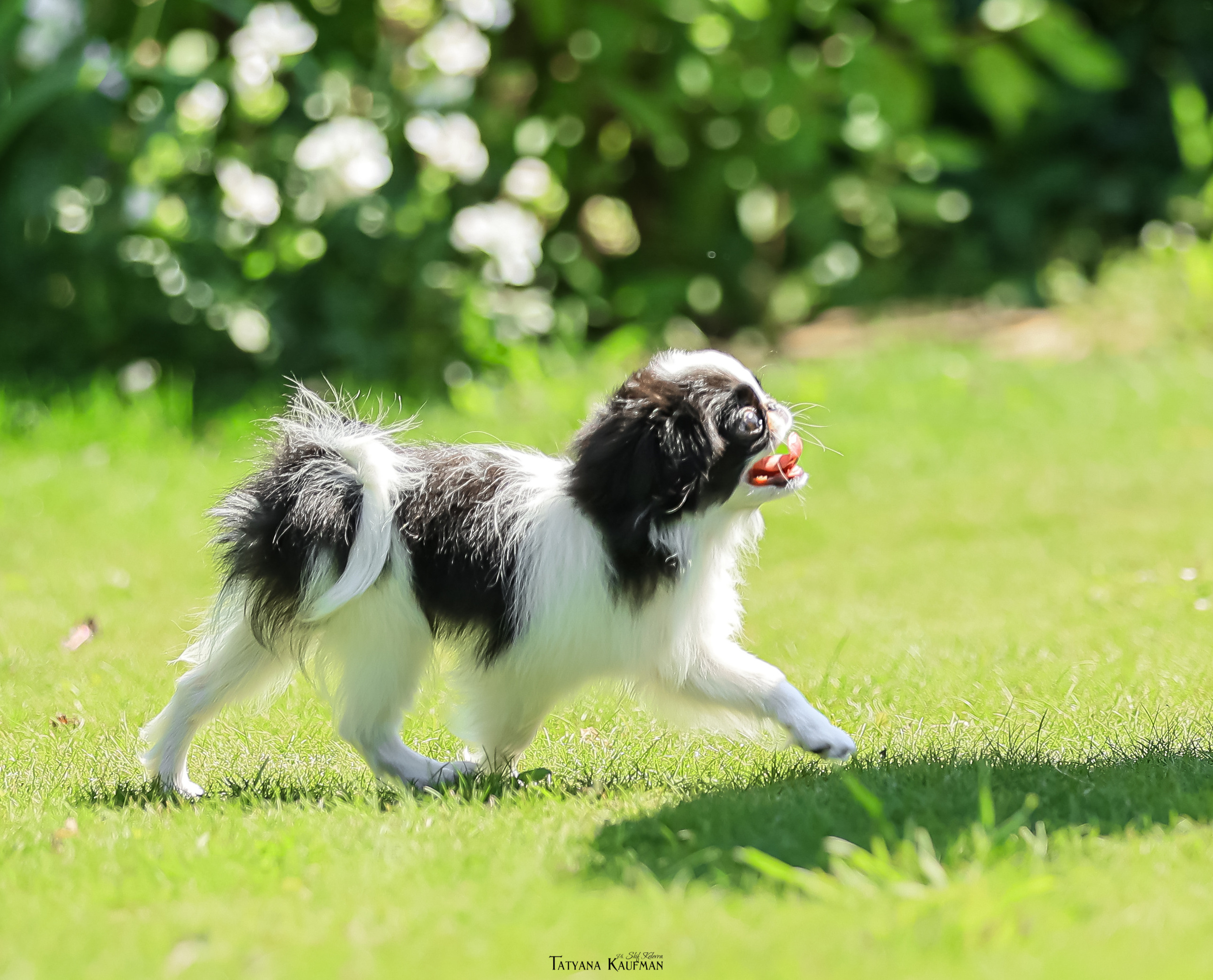 Японский хин, фотография японский хин, собака в цветах, красивая собака, фотограф анималист, фотокурс Анималистика, научиться фотографировать собак, фотограф Новосибирск