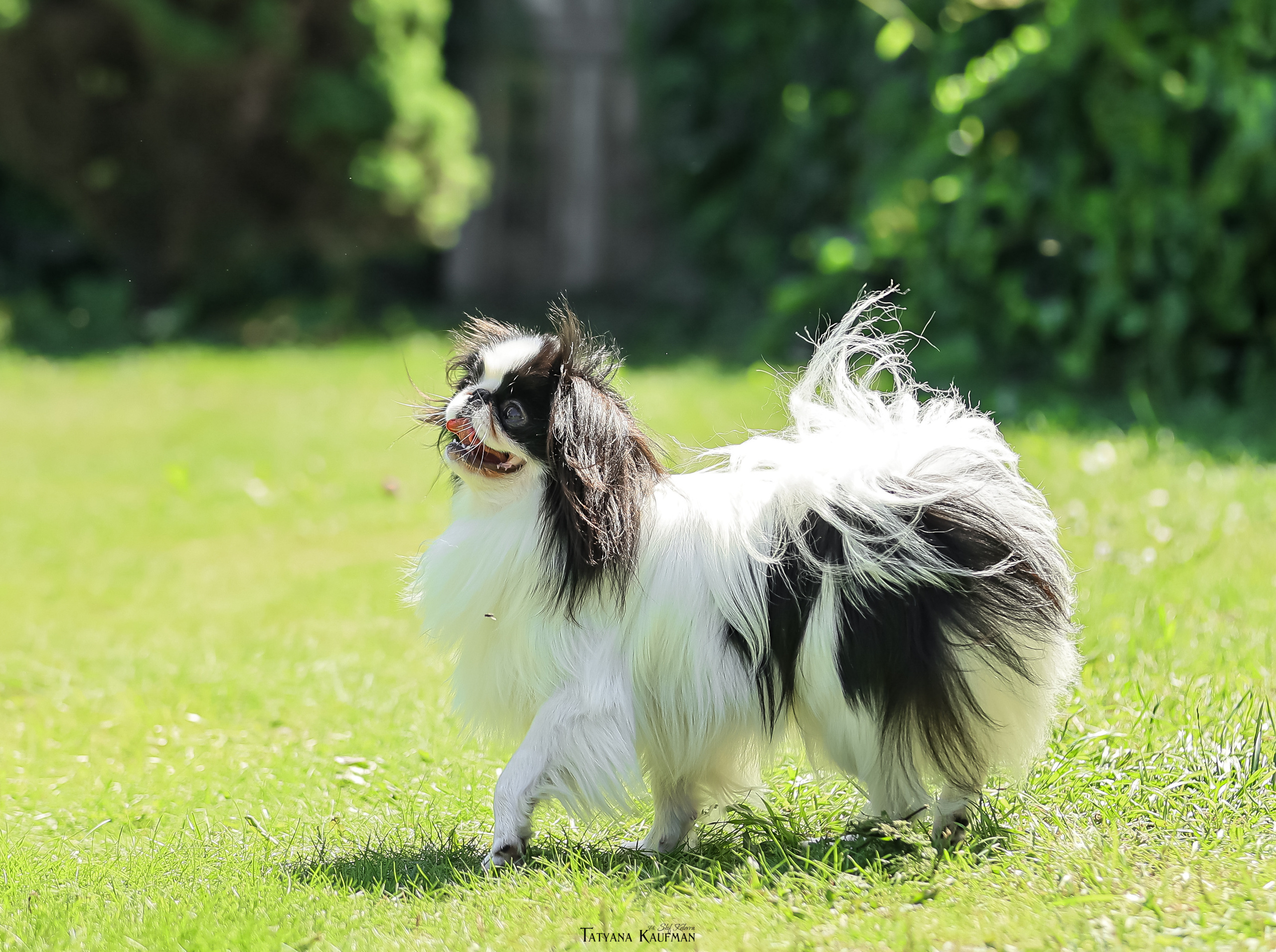 Японский хин, фотография японский хин, собака в цветах, красивая собака, фотограф анималист, фотокурс Анималистика, научиться фотографировать собак, фотограф Новосибирск