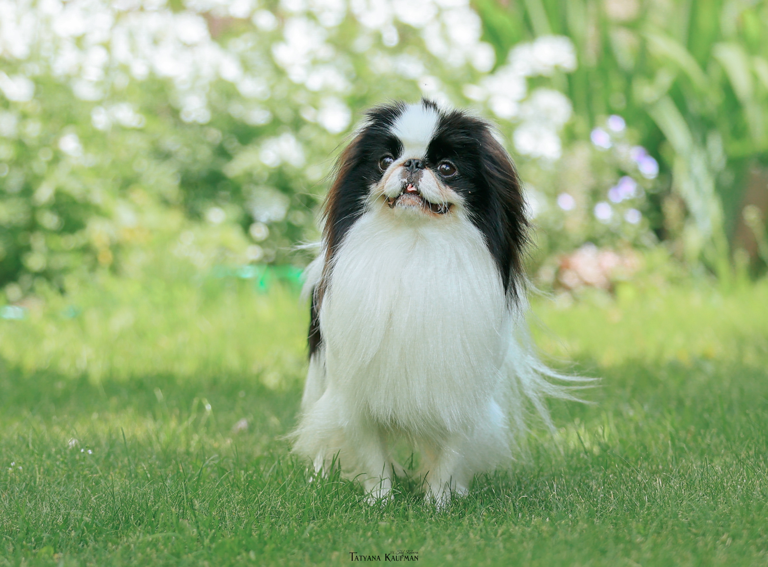 Фотосъемка японских хинов. Фотограф Анималист из Новосибирска Татьяна Кауфман