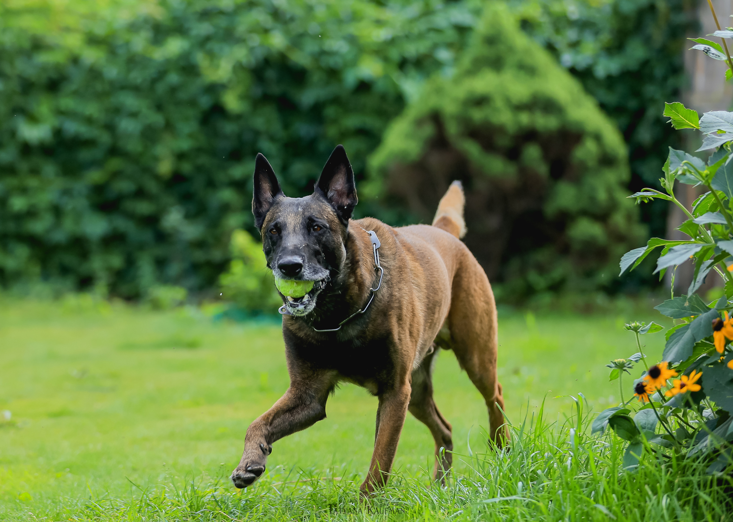 Фотосессия Малинуа. Фотограф Анималист из Новосибирска Татьяна Кауфман