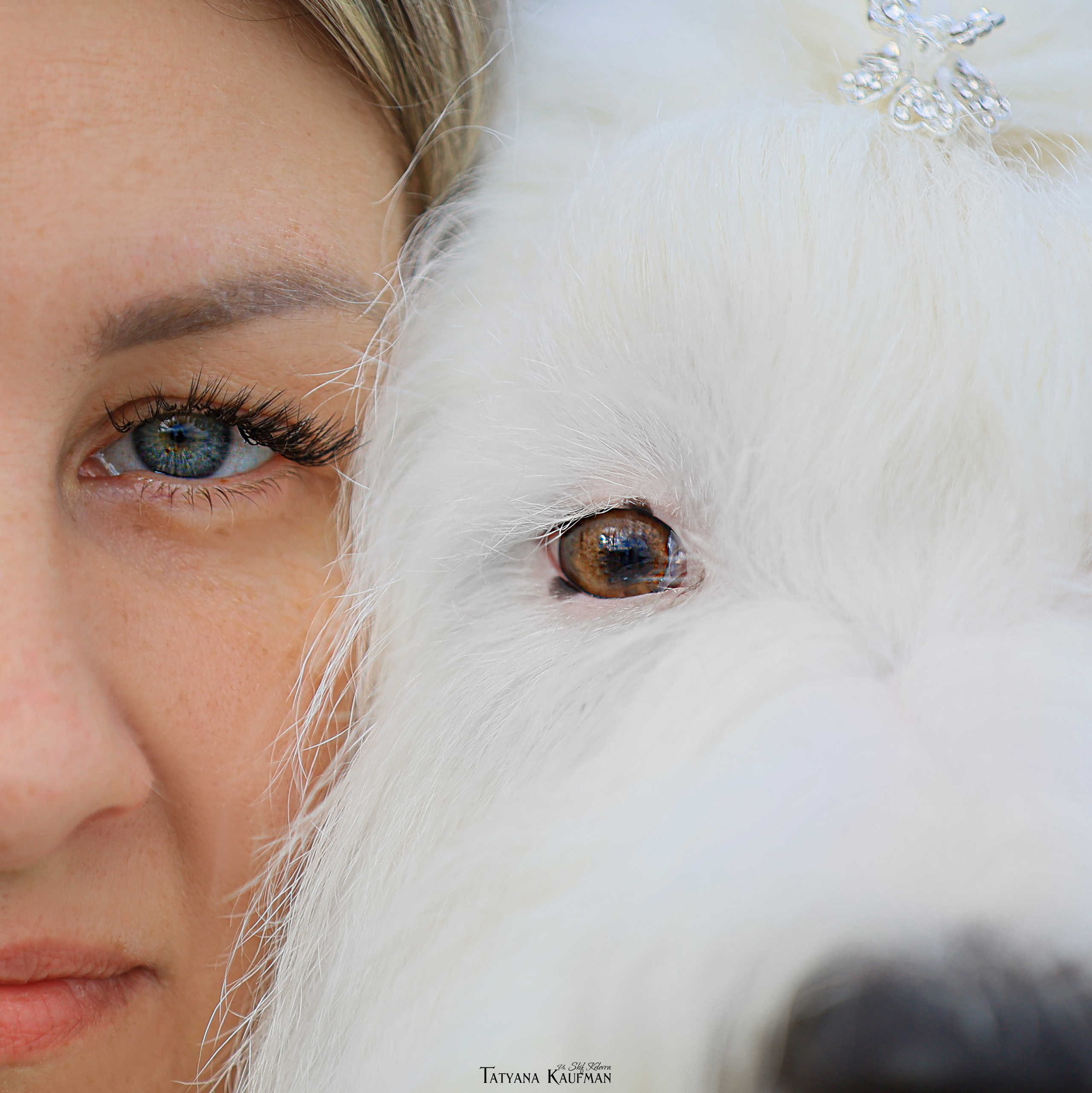 Фотосъемка бобтейлов. Фотограф Анималист из Новосибирска Татьяна Кауфман