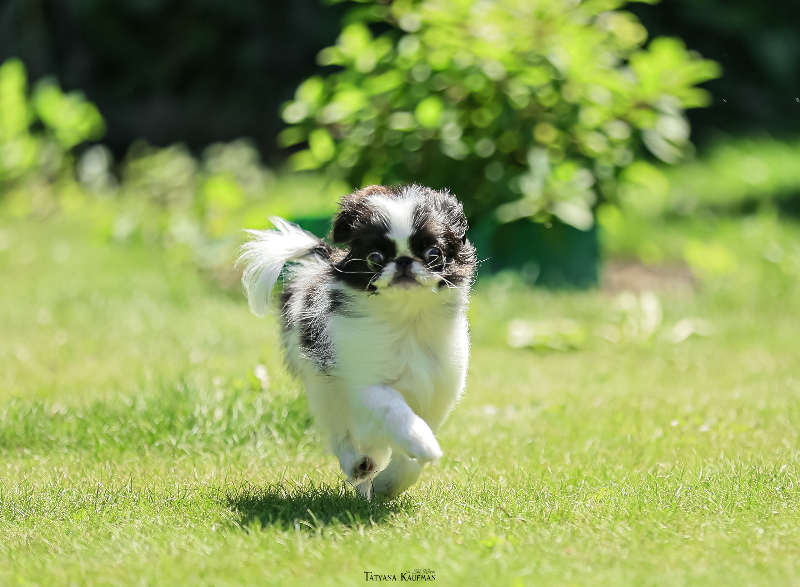 Японский хин, фотография японский хин, собака в цветах, красивая собака, фотограф анималист, фотокурс Анималистика, научиться фотографировать собак, фотограф Новосибирск