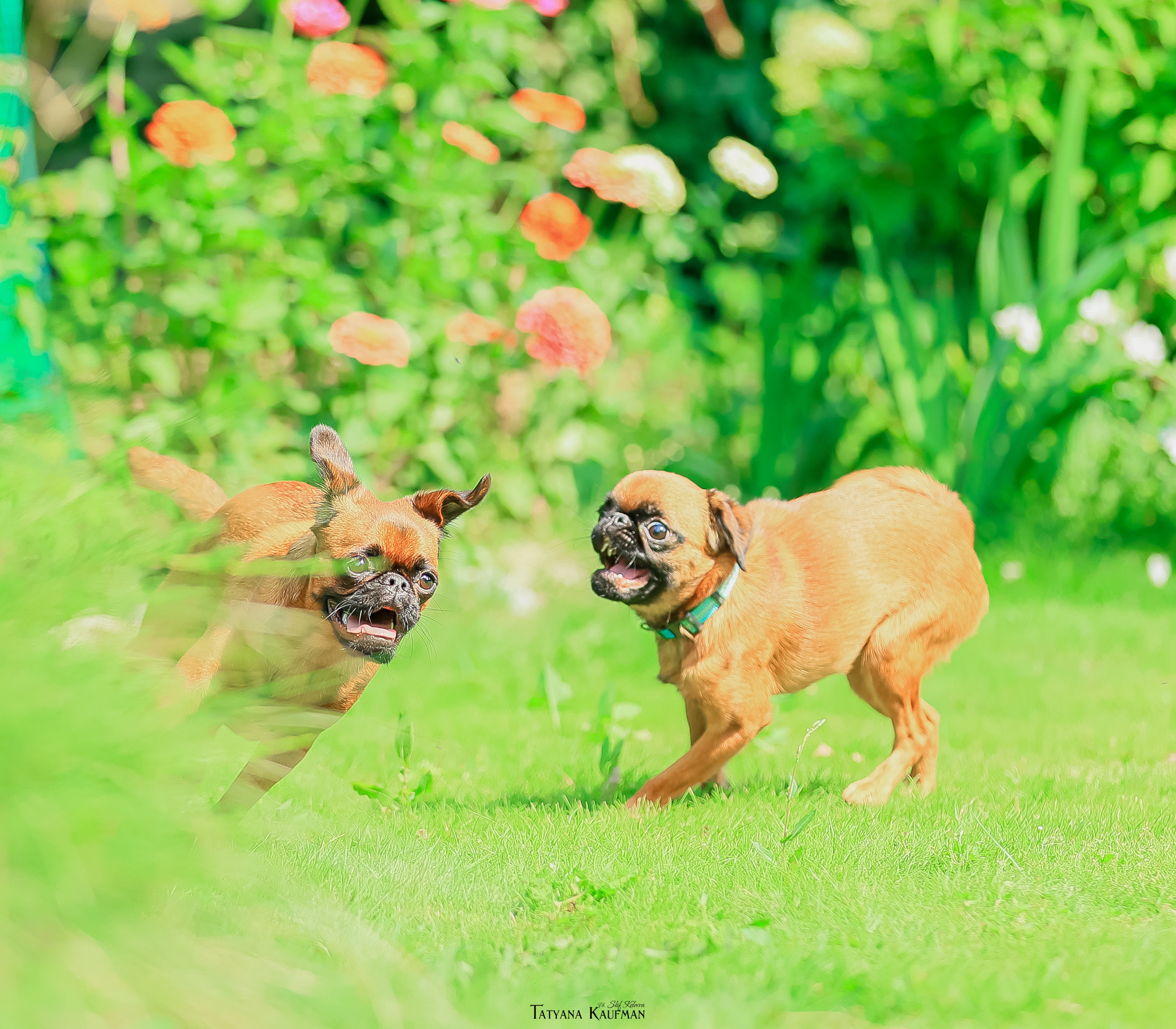 Малый брабансон, фотография брабансон, красивая собака, фотограф анималист, фотокурс Анималистика, научиться фотографировать собак, фотограф Новосибирск