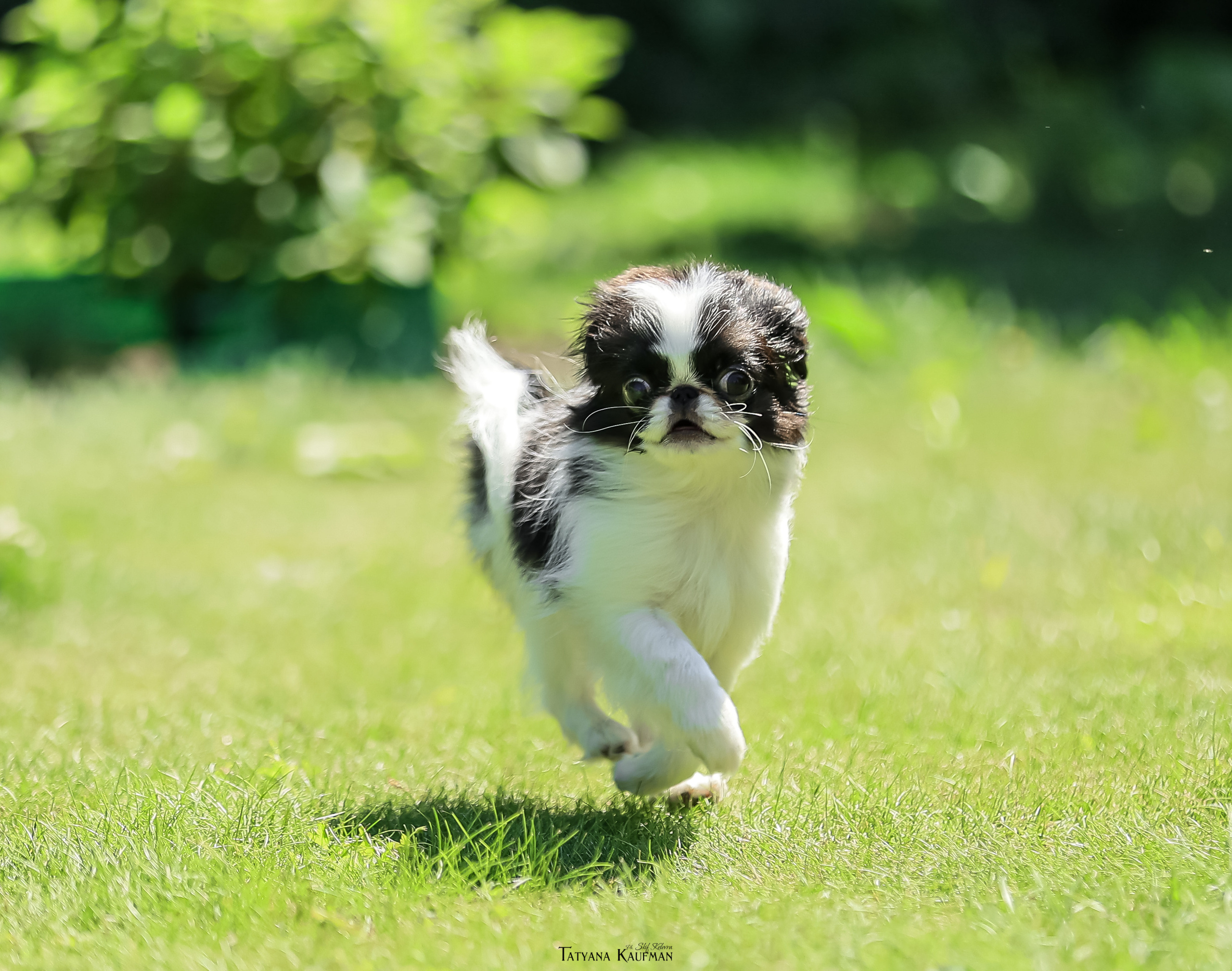 Японский хин, фотография японский хин, собака в цветах, красивая собака, фотограф анималист, фотокурс Анималистика, научиться фотографировать собак, фотограф Новосибирск