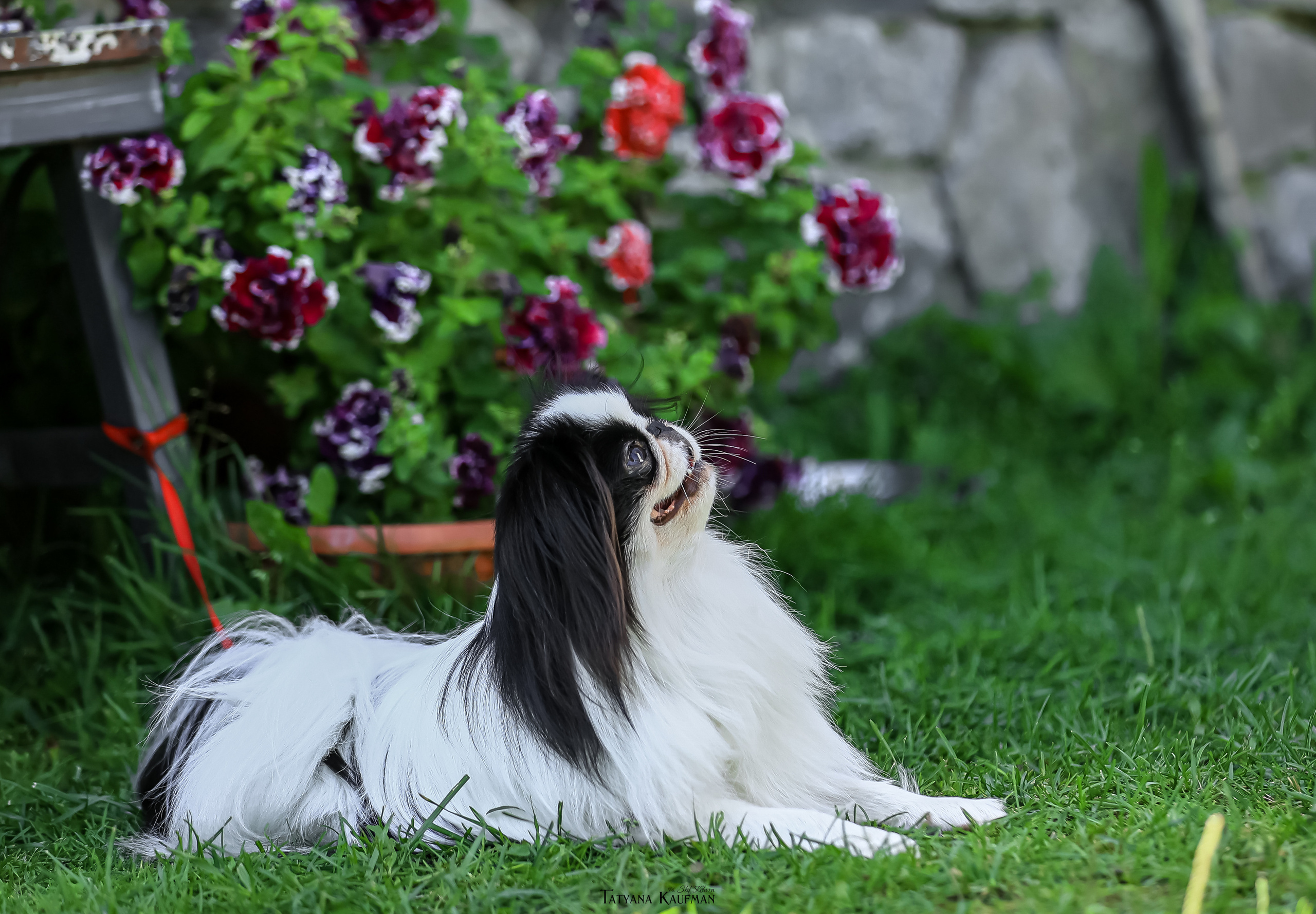 Японский хин, фотография японский хин, собака в цветах, красивая собака, фотограф анималист, фотокурс Анималистика, научиться фотографировать собак, фотограф Новосибирск