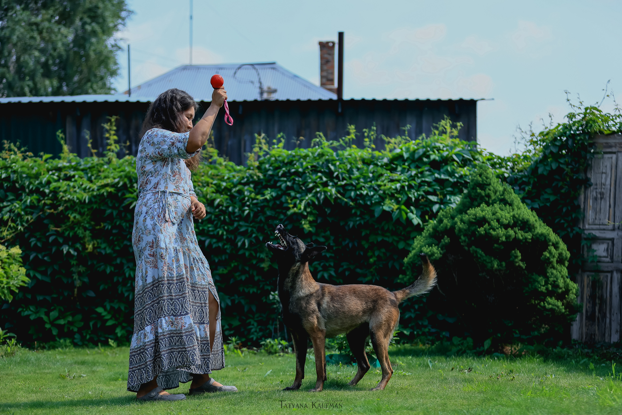 Фотосессия Малинуа. Фотограф Анималист из Новосибирска Татьяна Кауфман