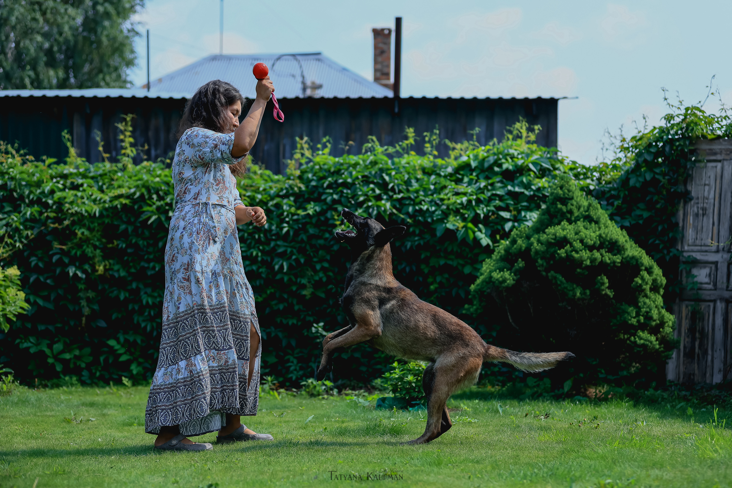 Фотосессия Малинуа. Фотограф Анималист из Новосибирска Татьяна Кауфман