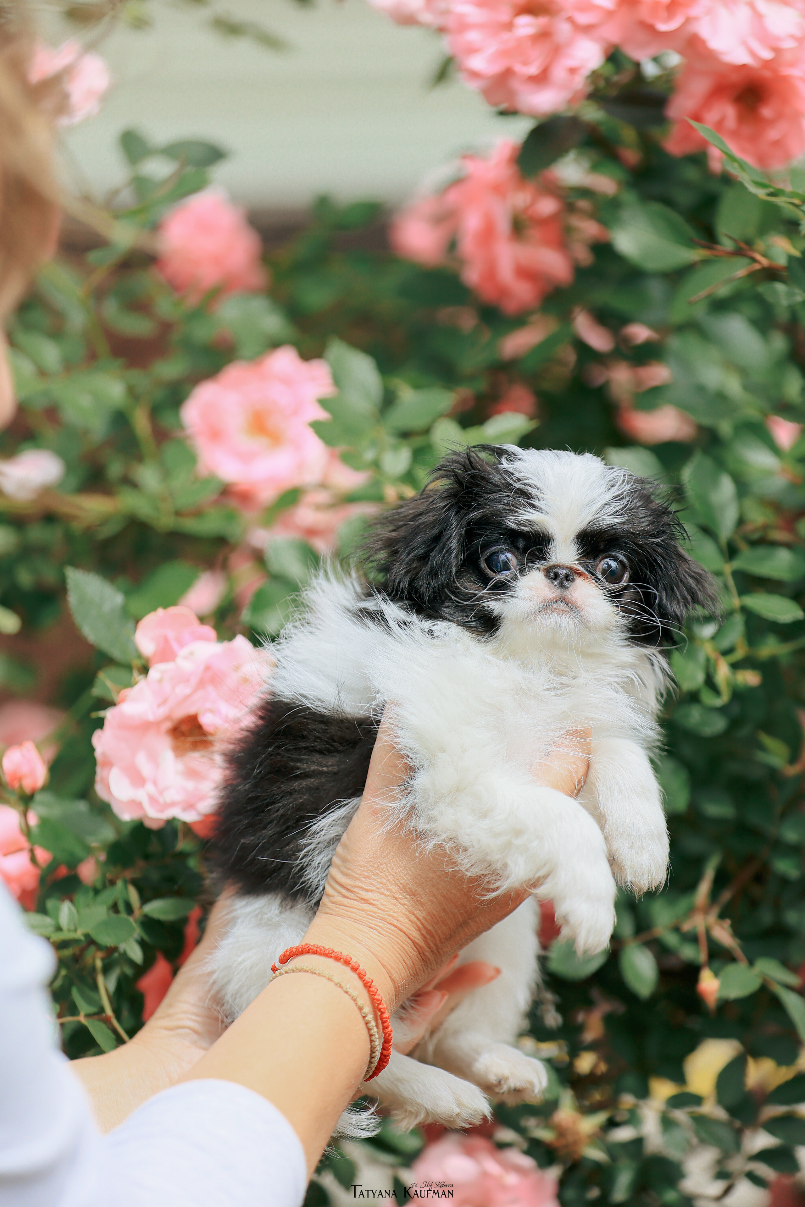 Фотосъемка японских хинов. Фотограф Анималист из Новосибирска Татьяна Кауфман