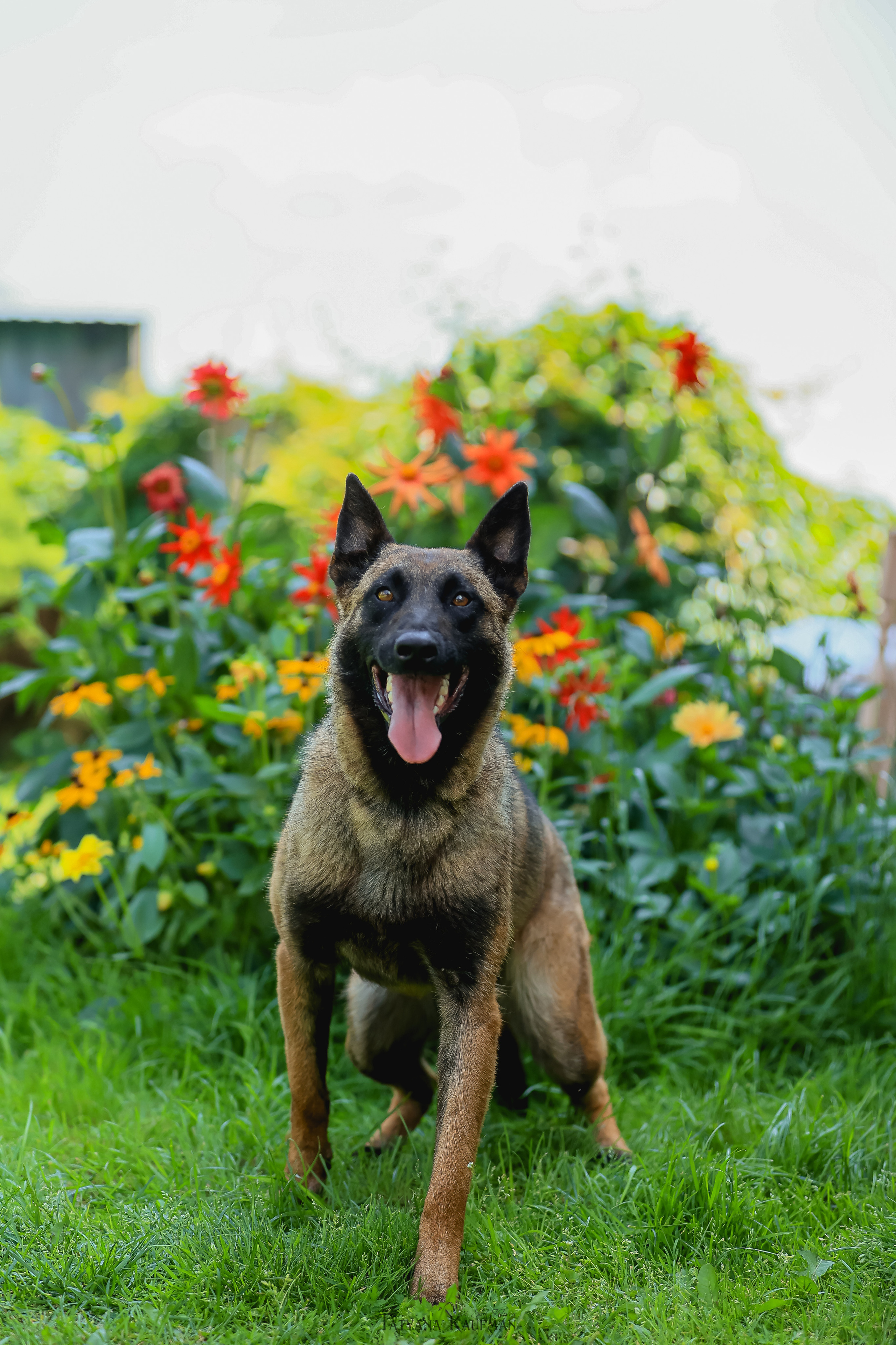 Фотосессия Малинуа. Фотограф Анималист из Новосибирска Татьяна Кауфман