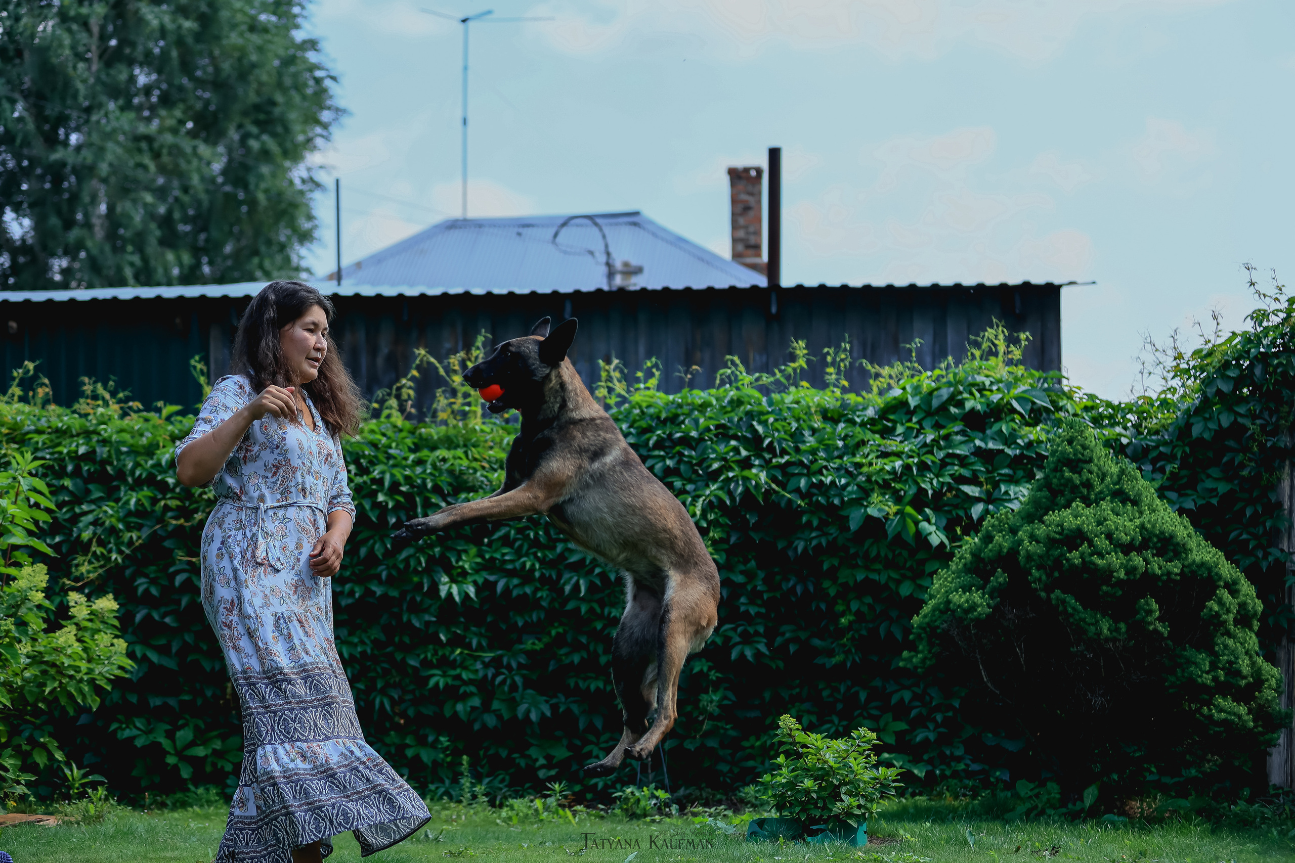 Фотосессия Малинуа. Фотограф Анималист из Новосибирска Татьяна Кауфман