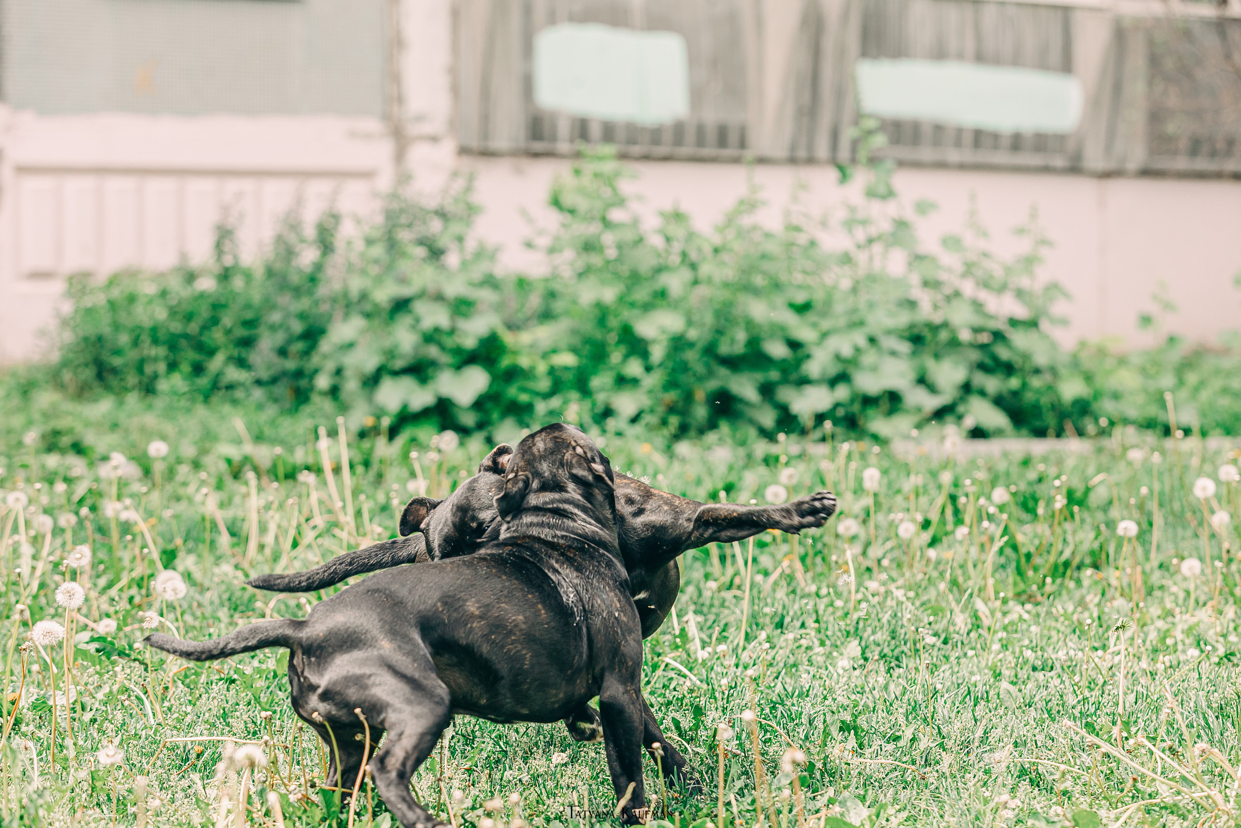 Фотосъемка стаффи. Фотограф Анималист из Новосибирска Татьяна Кауфман