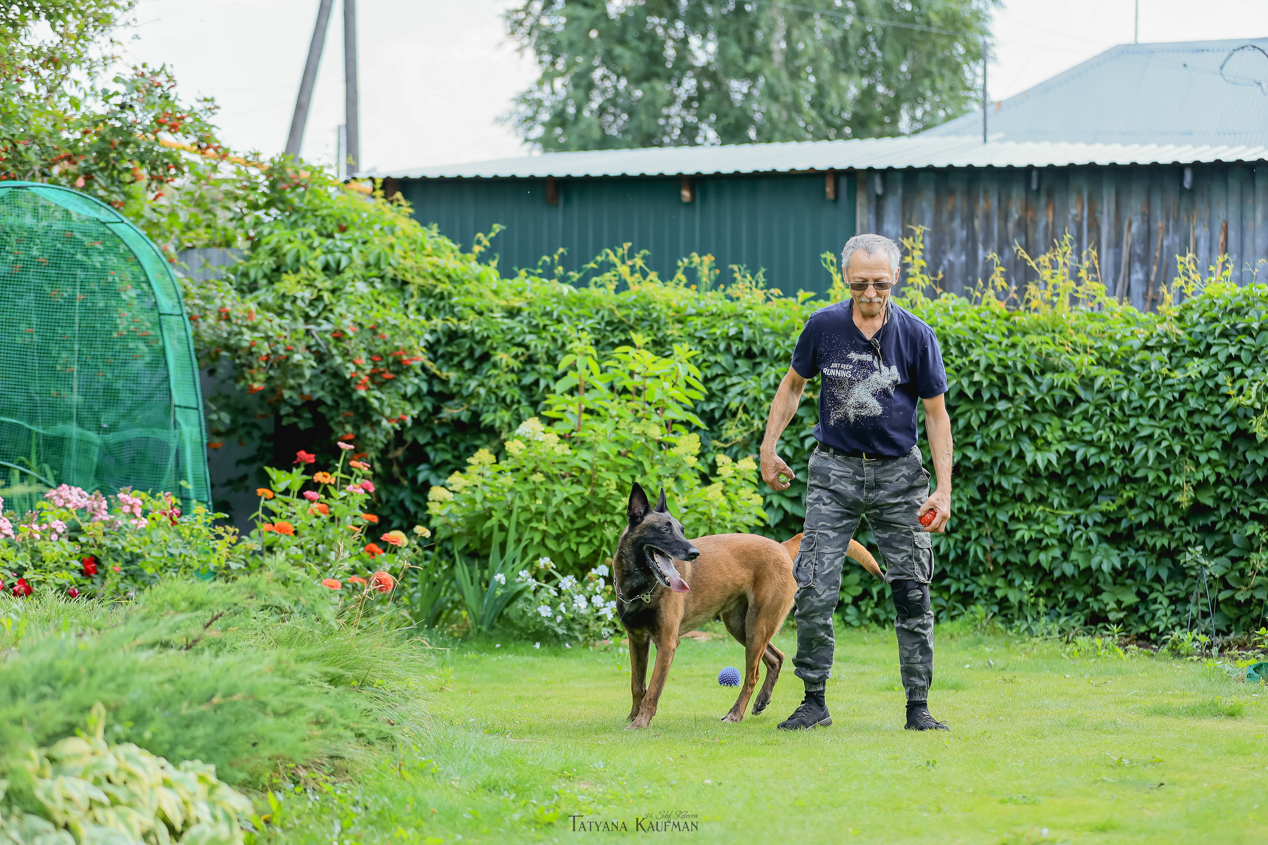 Фотосессия Малинуа. Фотограф Анималист из Новосибирска Татьяна Кауфман