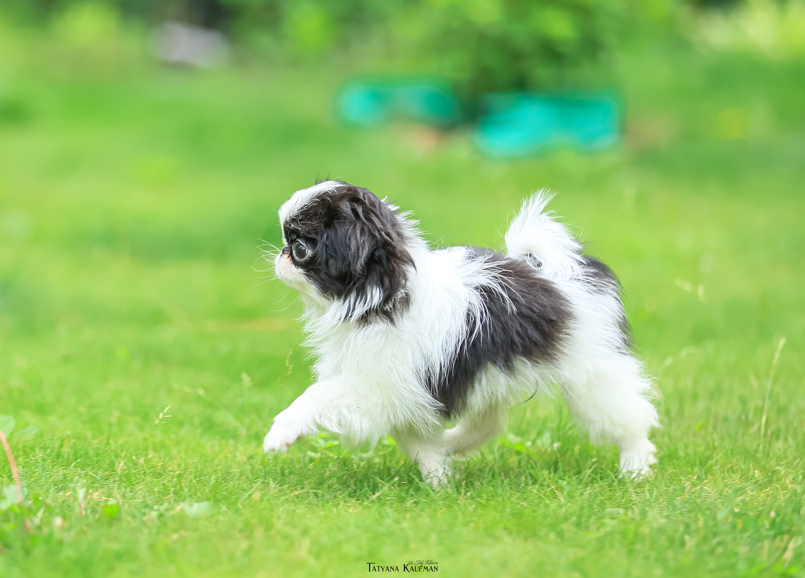 Фотосъемка японских хинов. Фотограф Анималист из Новосибирска Татьяна Кауфман