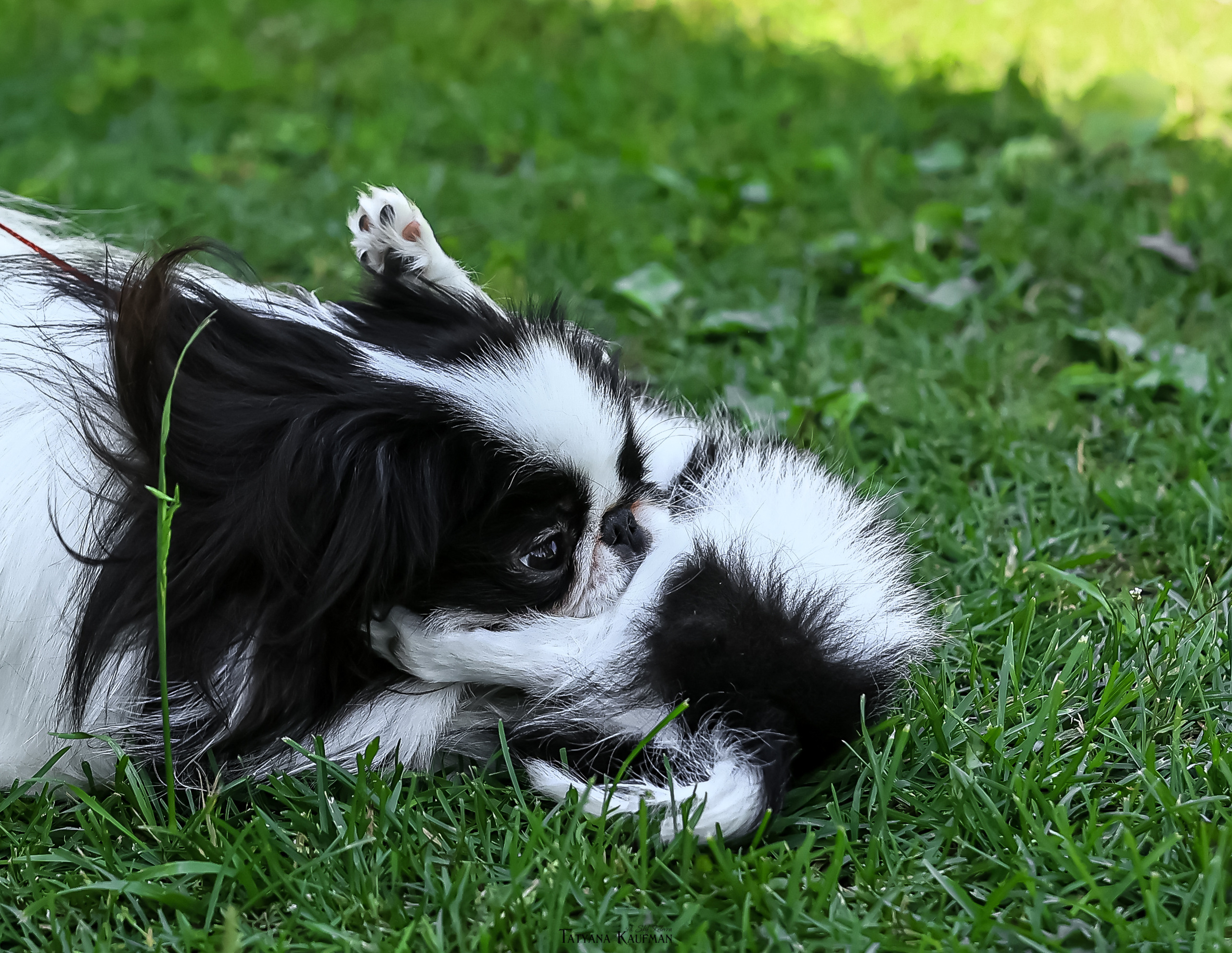 Японский хин, фотография японский хин, собака в цветах, красивая собака, фотограф анималист, фотокурс Анималистика, научиться фотографировать собак, фотограф Новосибирск