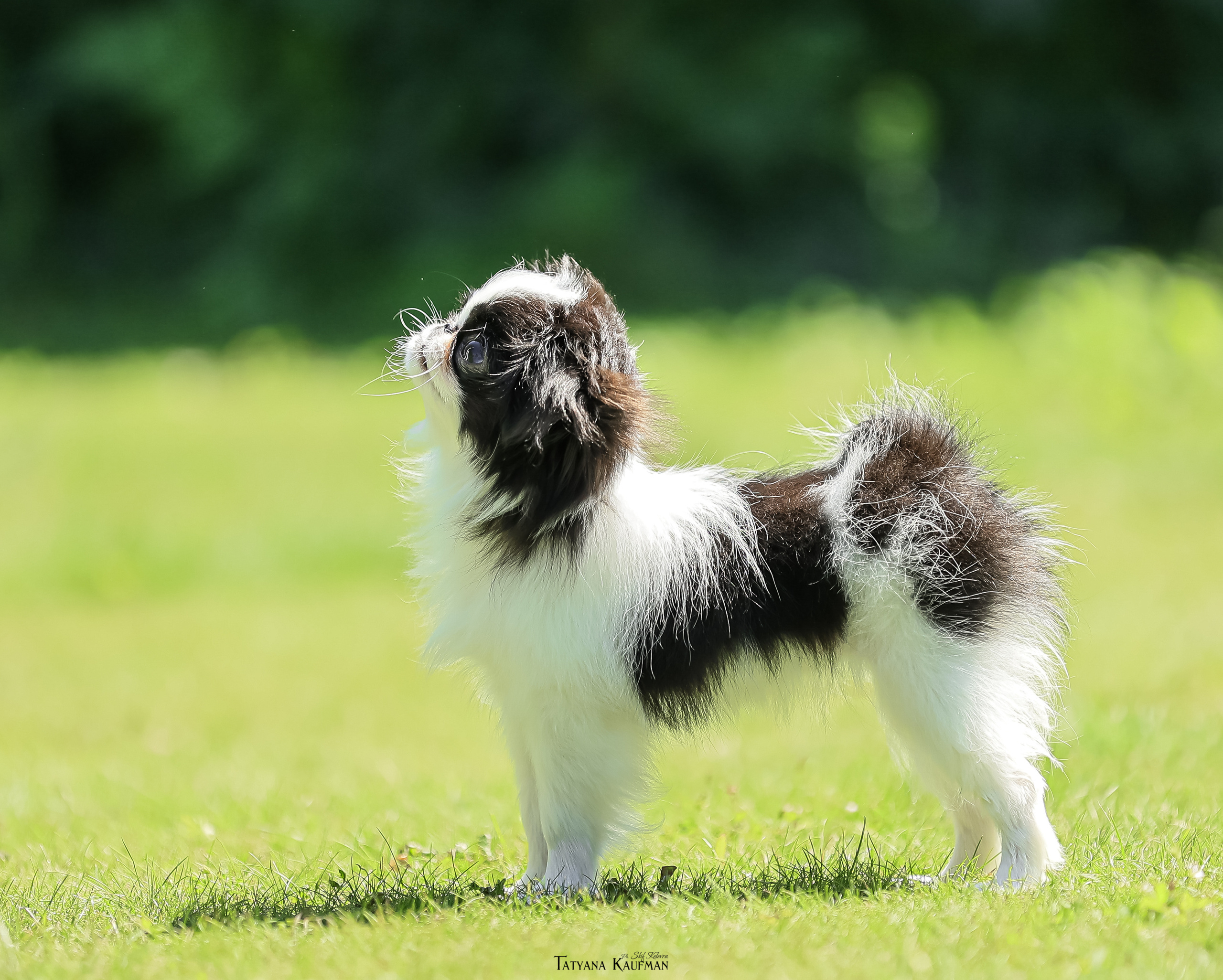 Японский хин, фотография японский хин, собака в цветах, красивая собака, фотограф анималист, фотокурс Анималистика, научиться фотографировать собак, фотограф Новосибирск