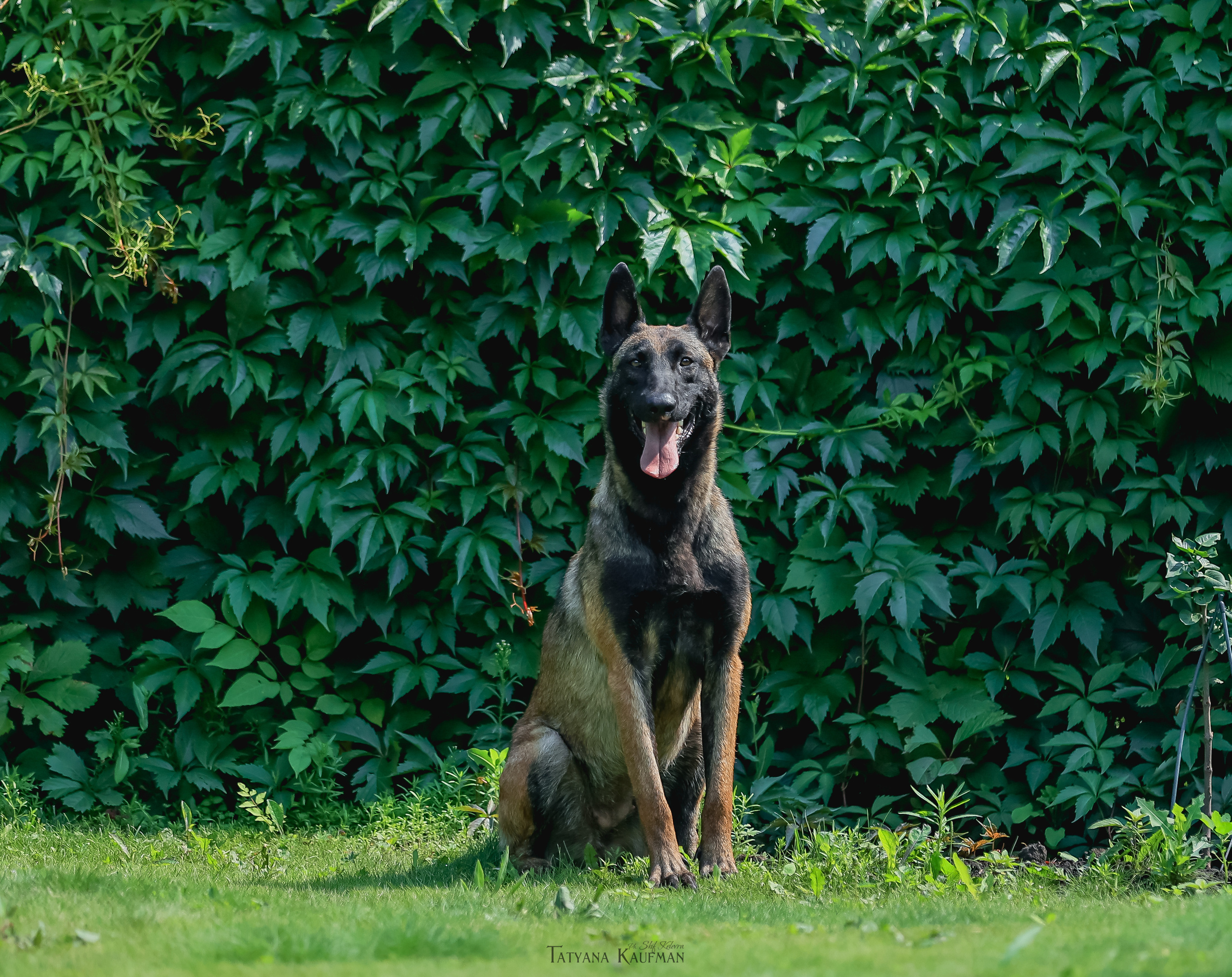 Фотосессия Малинуа. Фотограф Анималист из Новосибирска Татьяна Кауфман