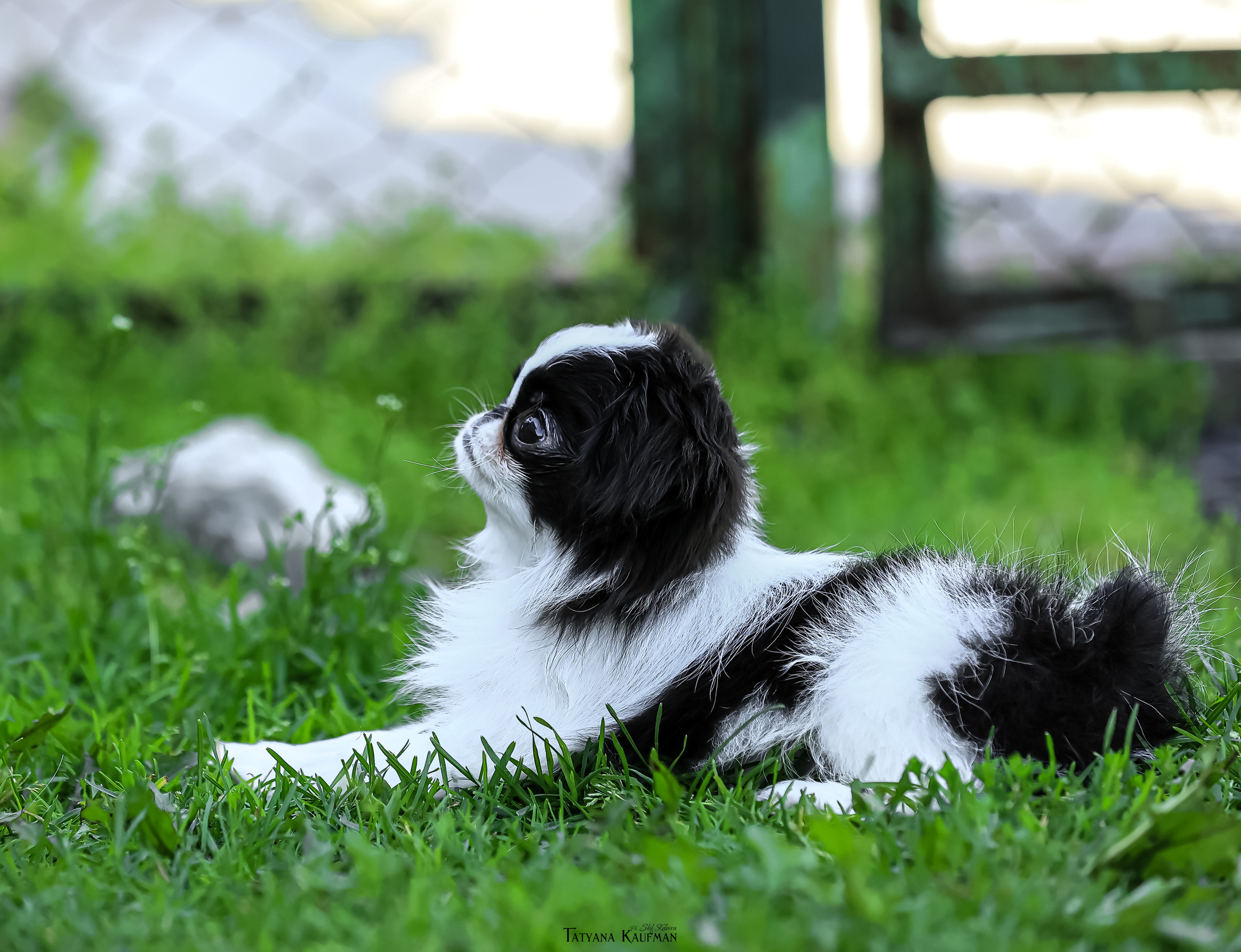 Японский хин, фотография японский хин, собака в цветах, красивая собака, фотограф анималист, фотокурс Анималистика, научиться фотографировать собак, фотограф Новосибирск