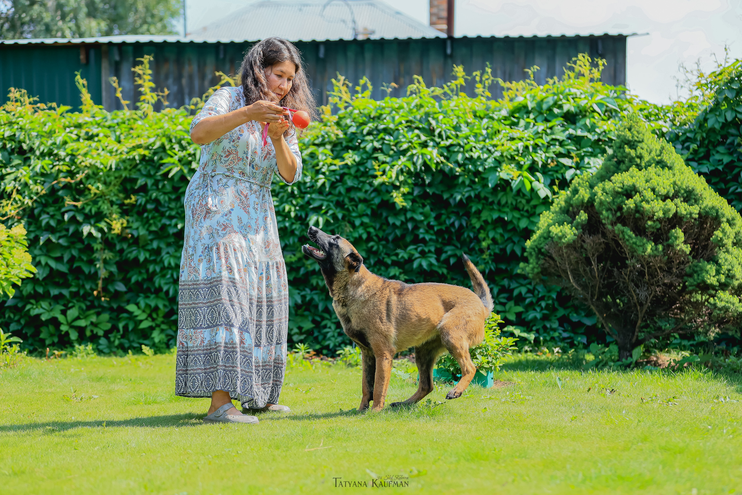 Фотосессия Малинуа. Фотограф Анималист из Новосибирска Татьяна Кауфман