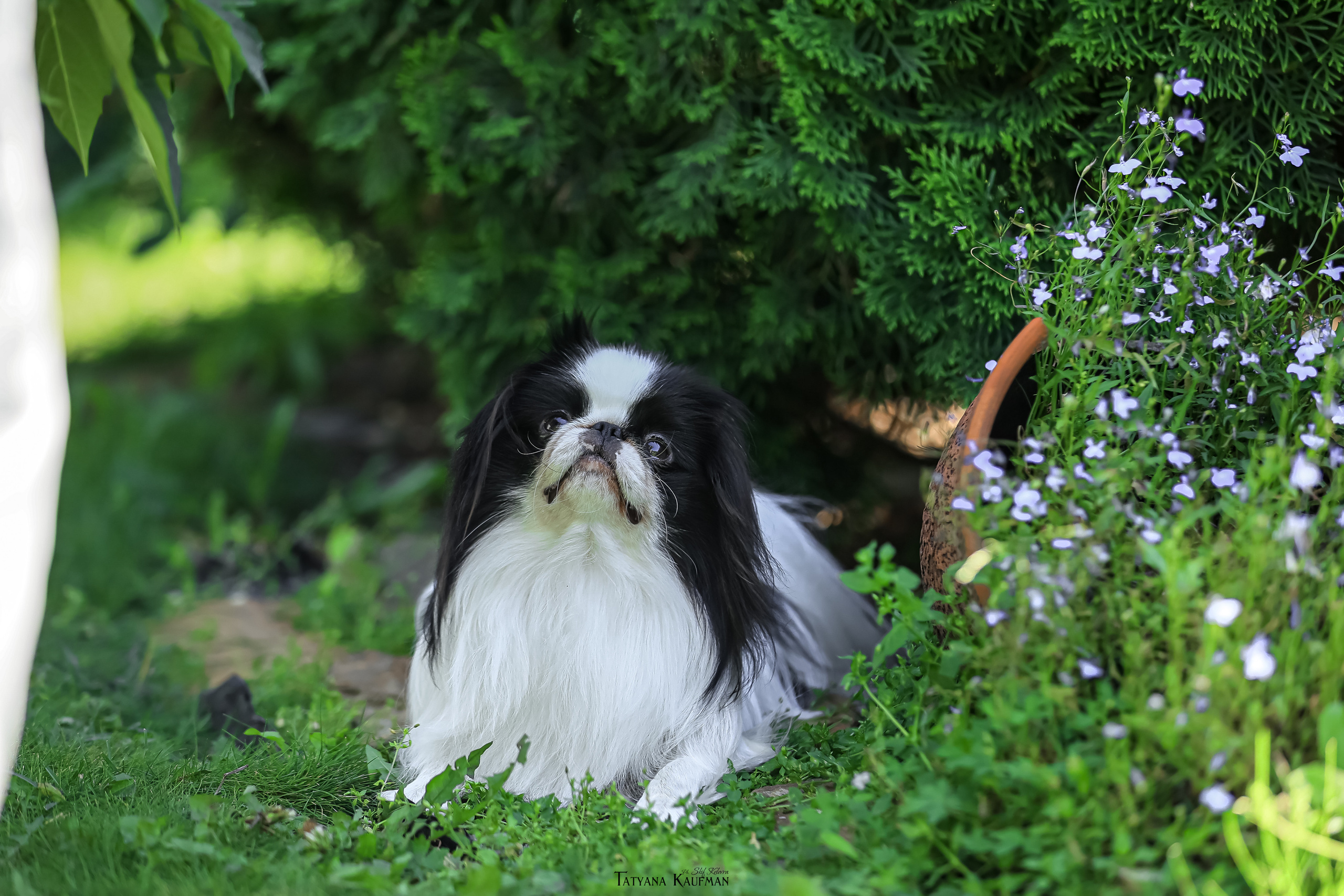 Японский хин, фотография японский хин, собака в цветах, красивая собака, фотограф анималист, фотокурс Анималистика, научиться фотографировать собак, фотограф Новосибирск