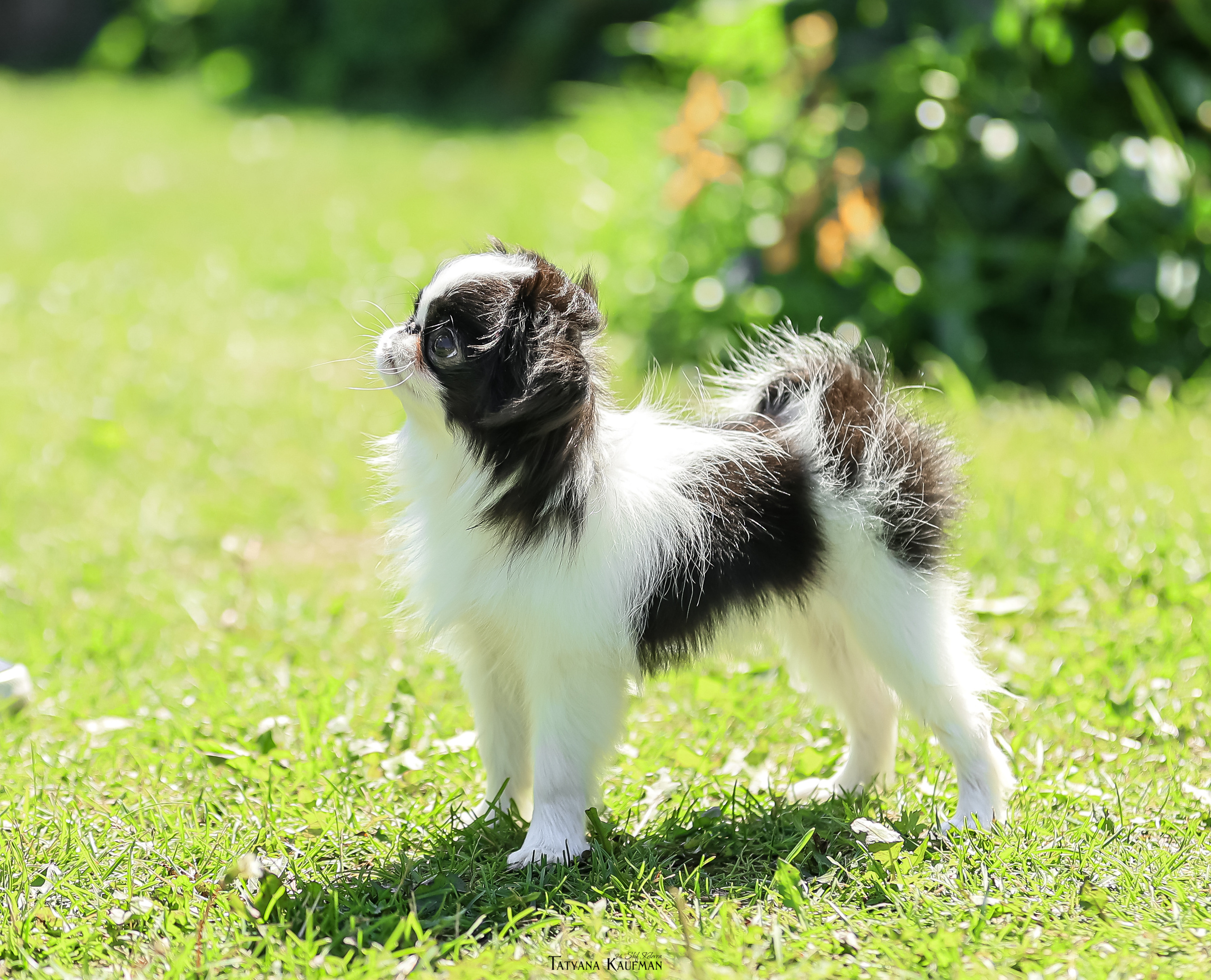 Японский хин, фотография японский хин, собака в цветах, красивая собака, фотограф анималист, фотокурс Анималистика, научиться фотографировать собак, фотограф Новосибирск