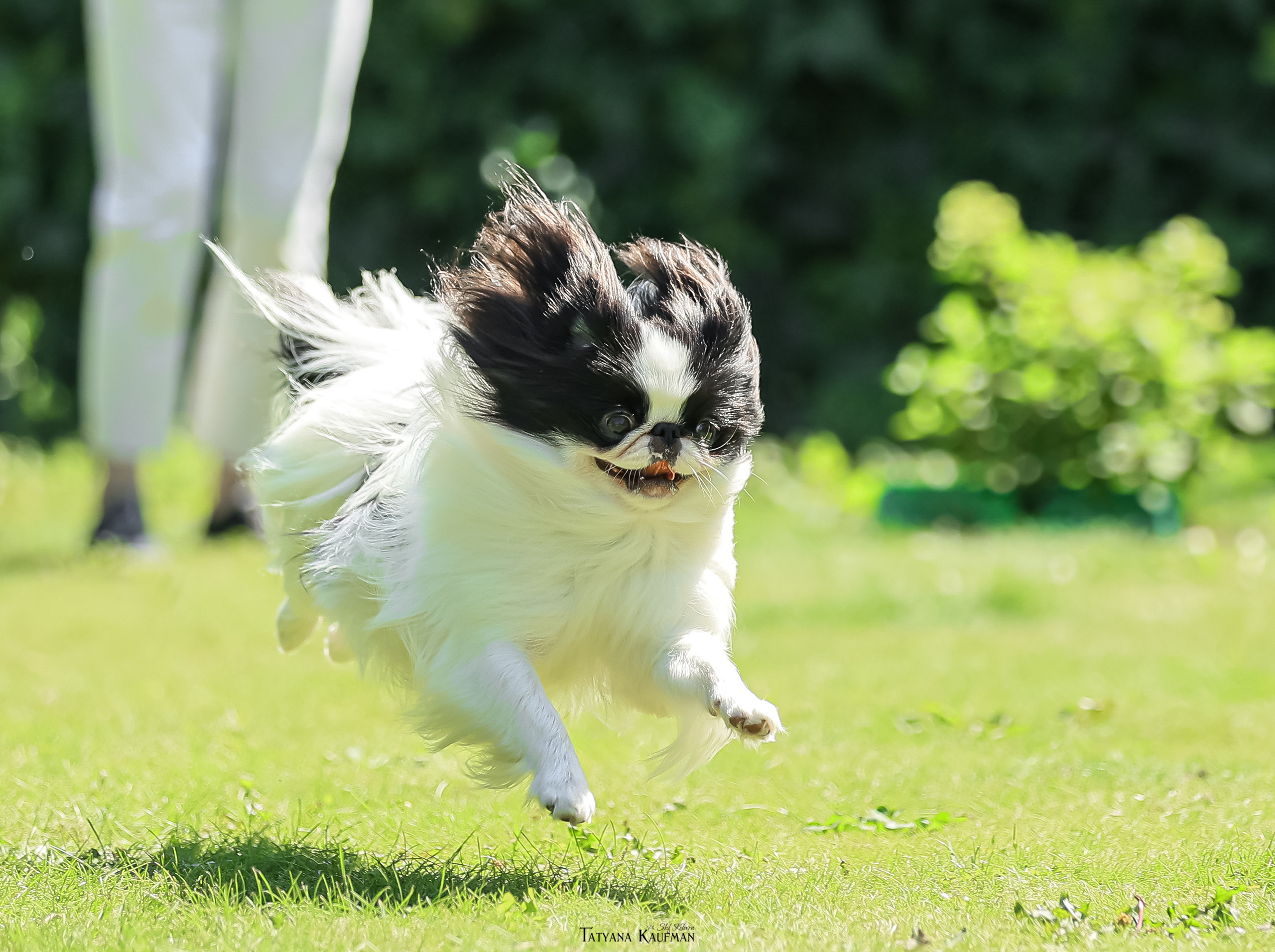 Японский хин, фотография японский хин, собака в цветах, красивая собака, фотограф анималист, фотокурс Анималистика, научиться фотографировать собак, фотограф Новосибирск