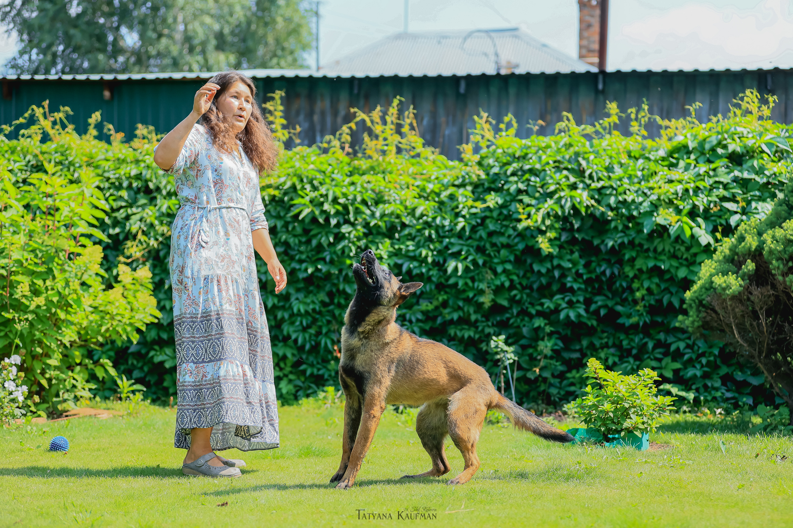 Фотосессия Малинуа. Фотограф Анималист из Новосибирска Татьяна Кауфман