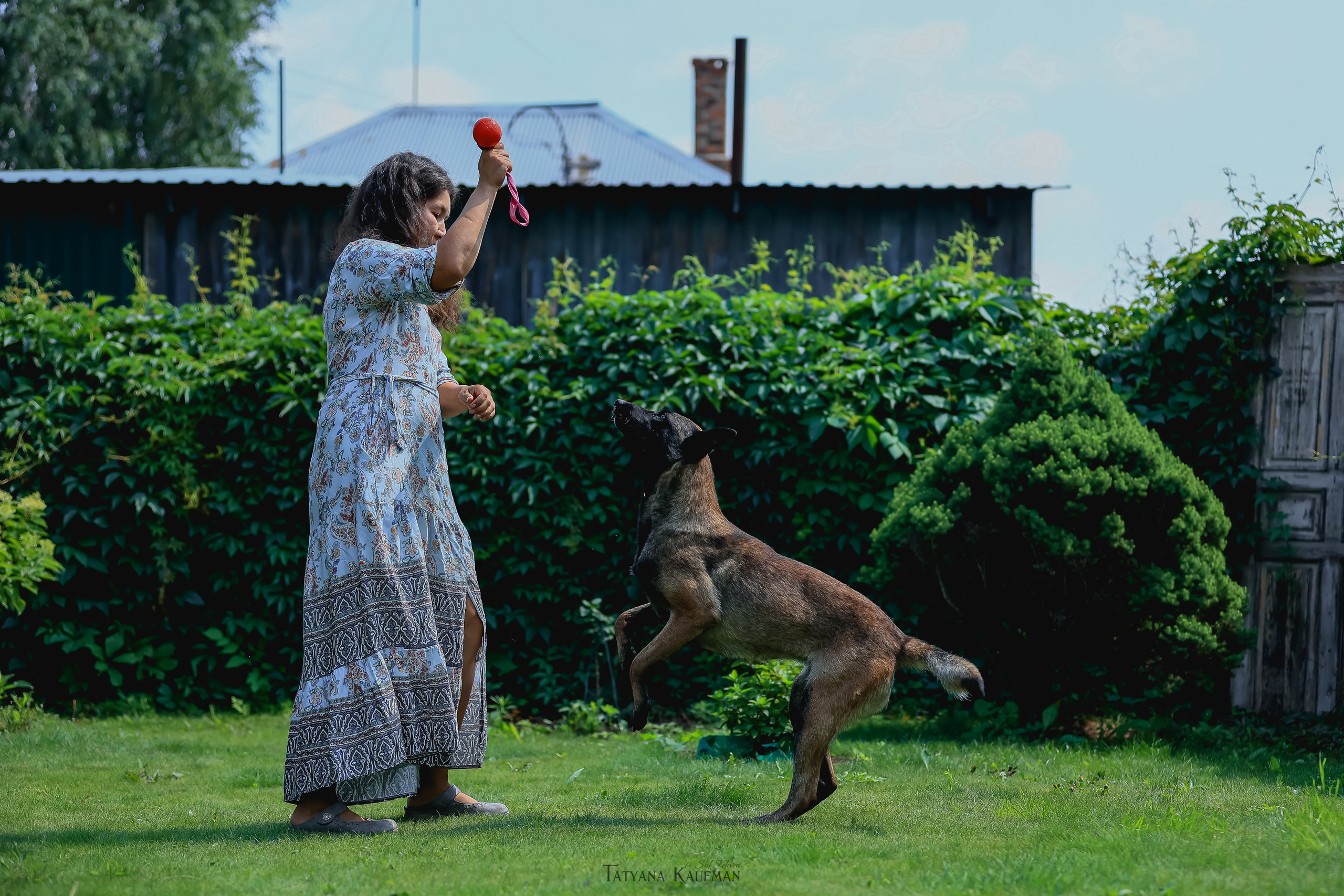 Фотосессия Малинуа. Фотограф Анималист из Новосибирска Татьяна Кауфман