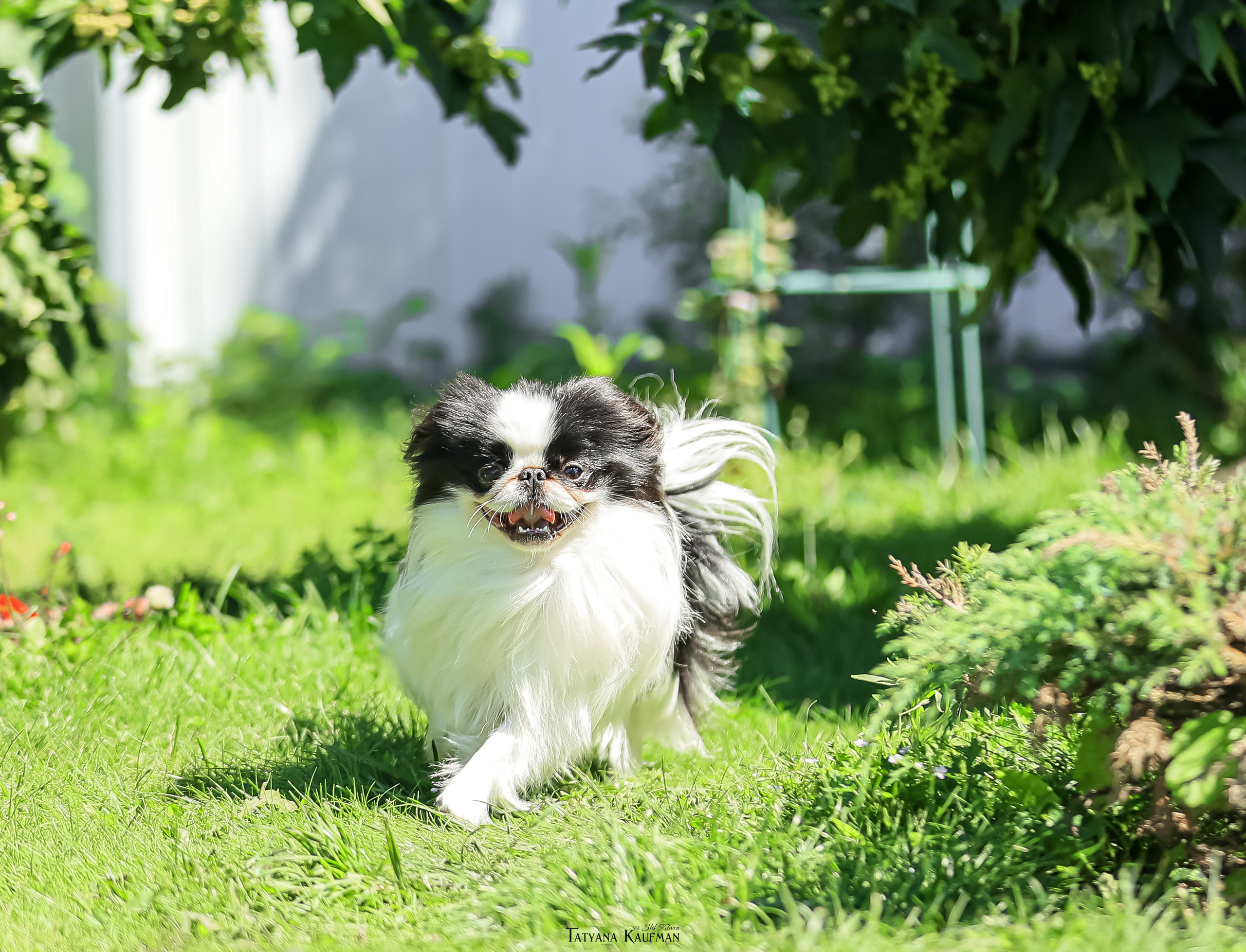 Японский хин, фотография японский хин, собака в цветах, красивая собака, фотограф анималист, фотокурс Анималистика, научиться фотографировать собак, фотограф Новосибирск