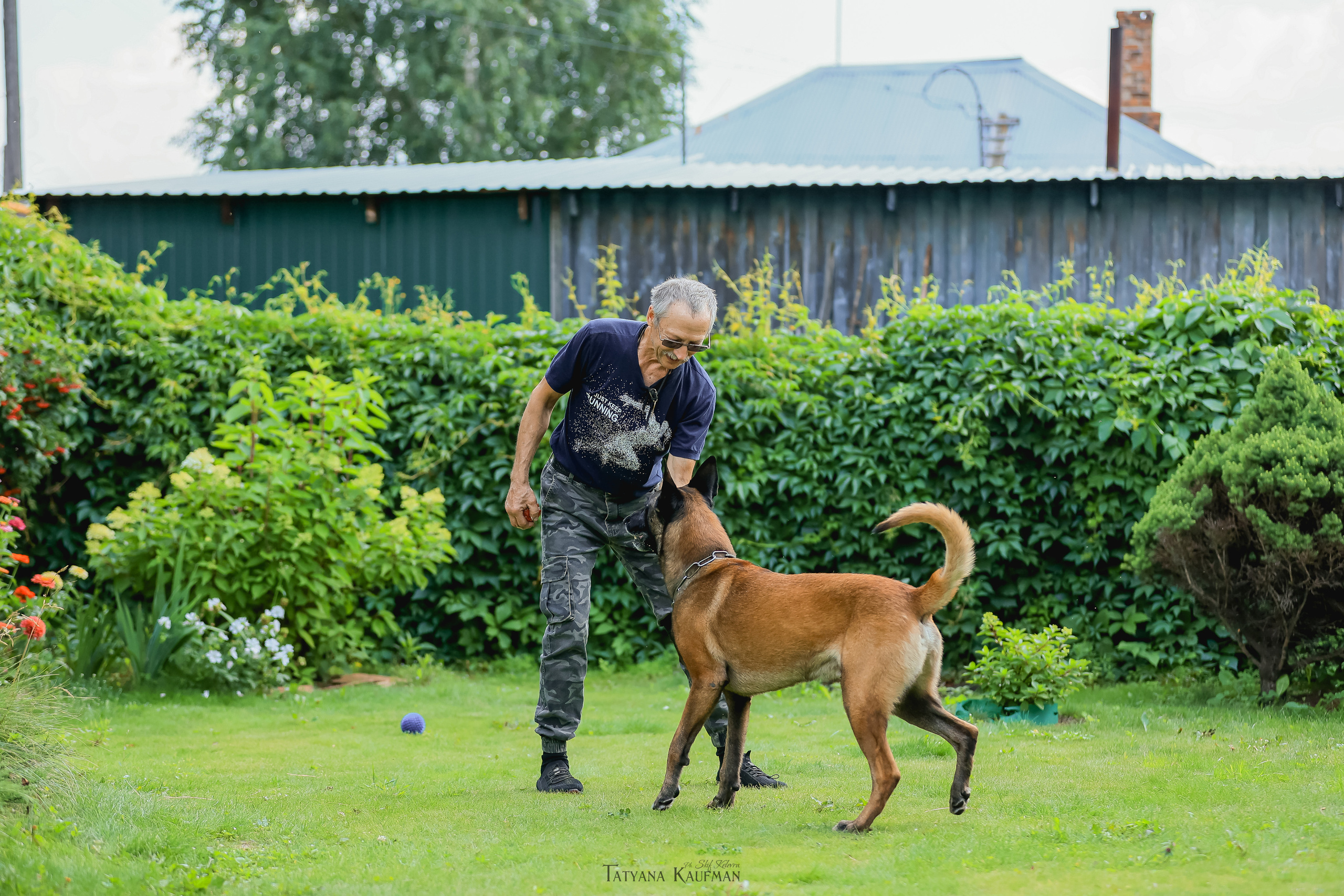 Фотосессия Малинуа. Фотограф Анималист из Новосибирска Татьяна Кауфман