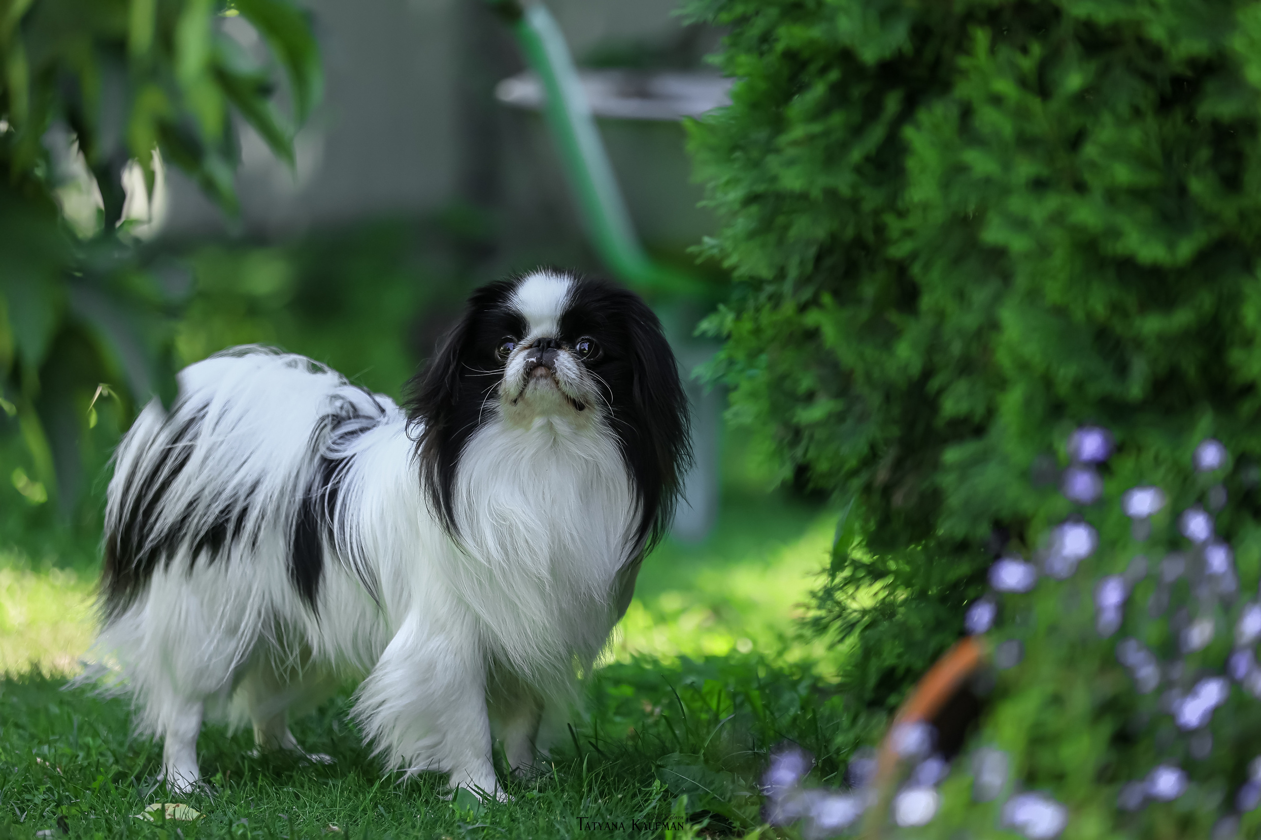 Японский хин, фотография японский хин, собака в цветах, красивая собака, фотограф анималист, фотокурс Анималистика, научиться фотографировать собак, фотограф Новосибирск