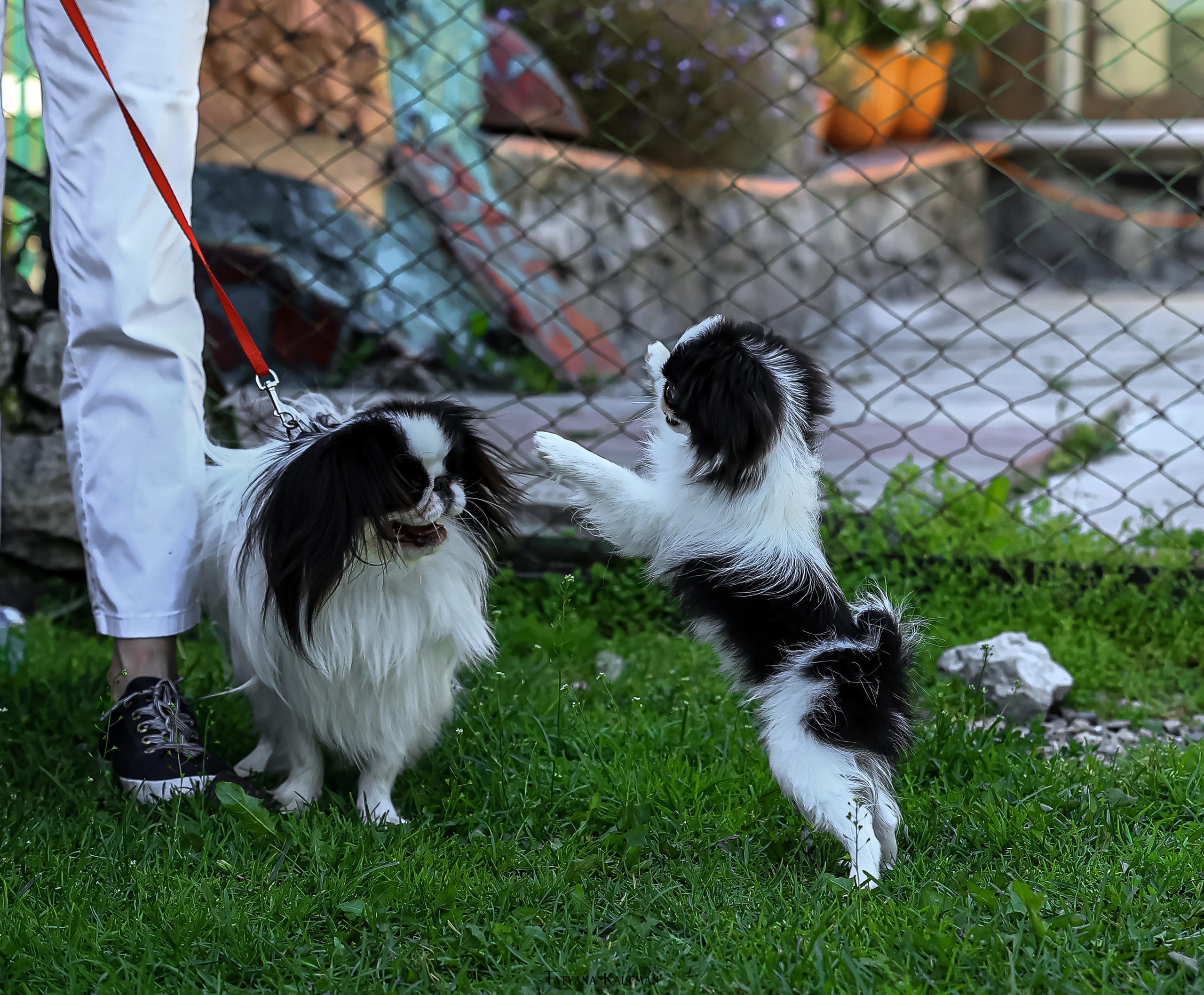 Японский хин, фотография японский хин, собака в цветах, красивая собака, фотограф анималист, фотокурс Анималистика, научиться фотографировать собак, фотограф Новосибирск