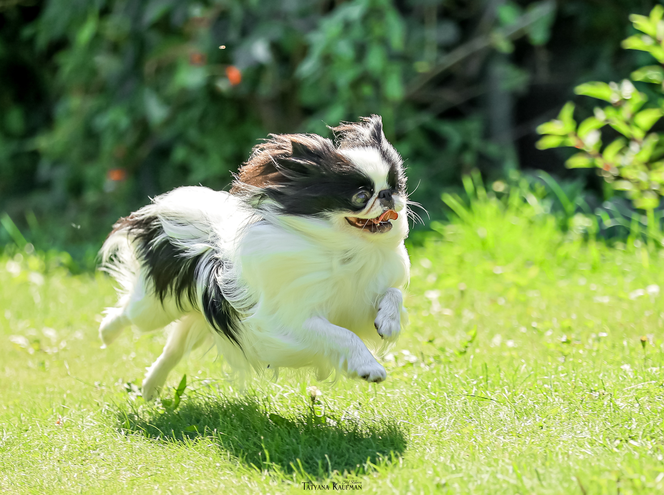 Японский хин, фотография японский хин, собака в цветах, красивая собака, фотограф анималист, фотокурс Анималистика, научиться фотографировать собак, фотограф Новосибирск