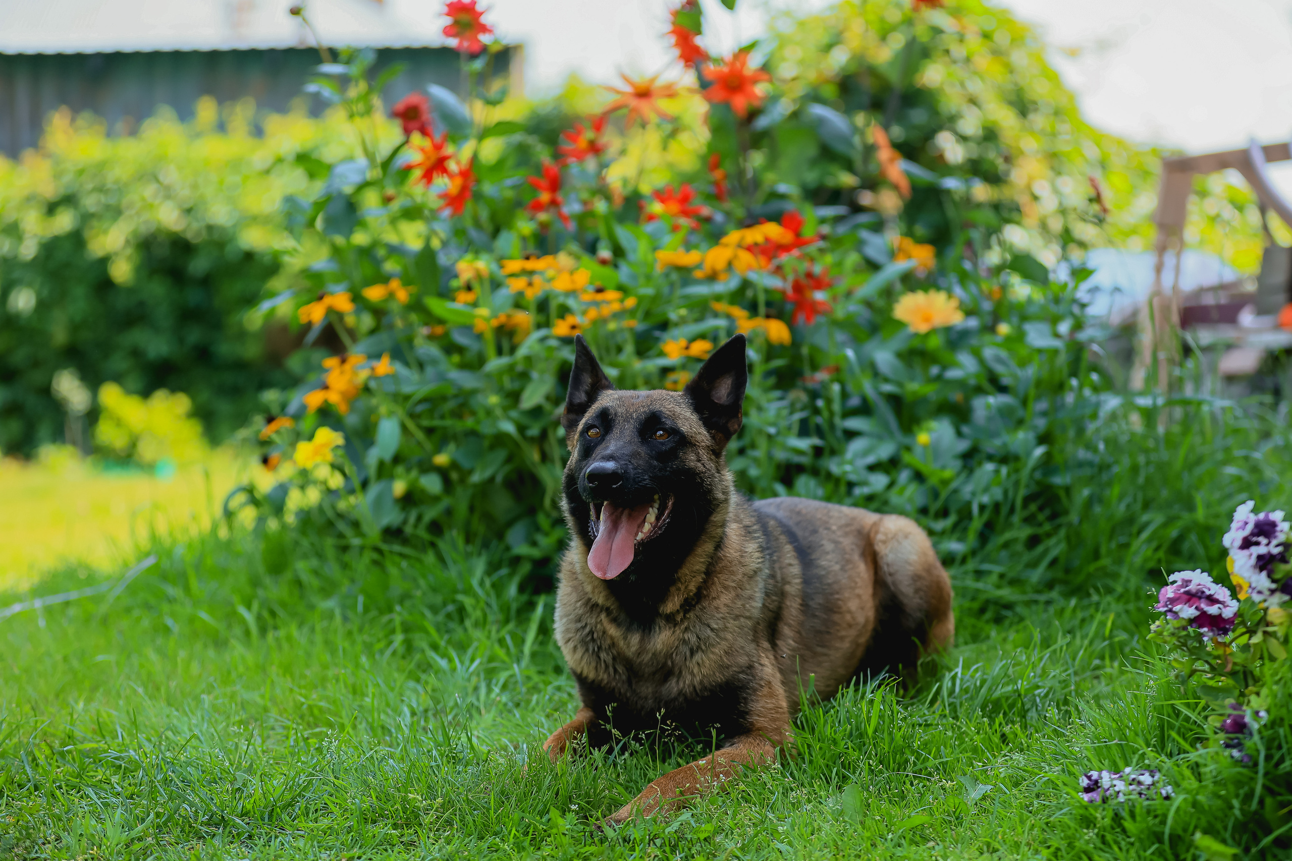 Фотосессия Малинуа. Фотограф Анималист из Новосибирска Татьяна Кауфман