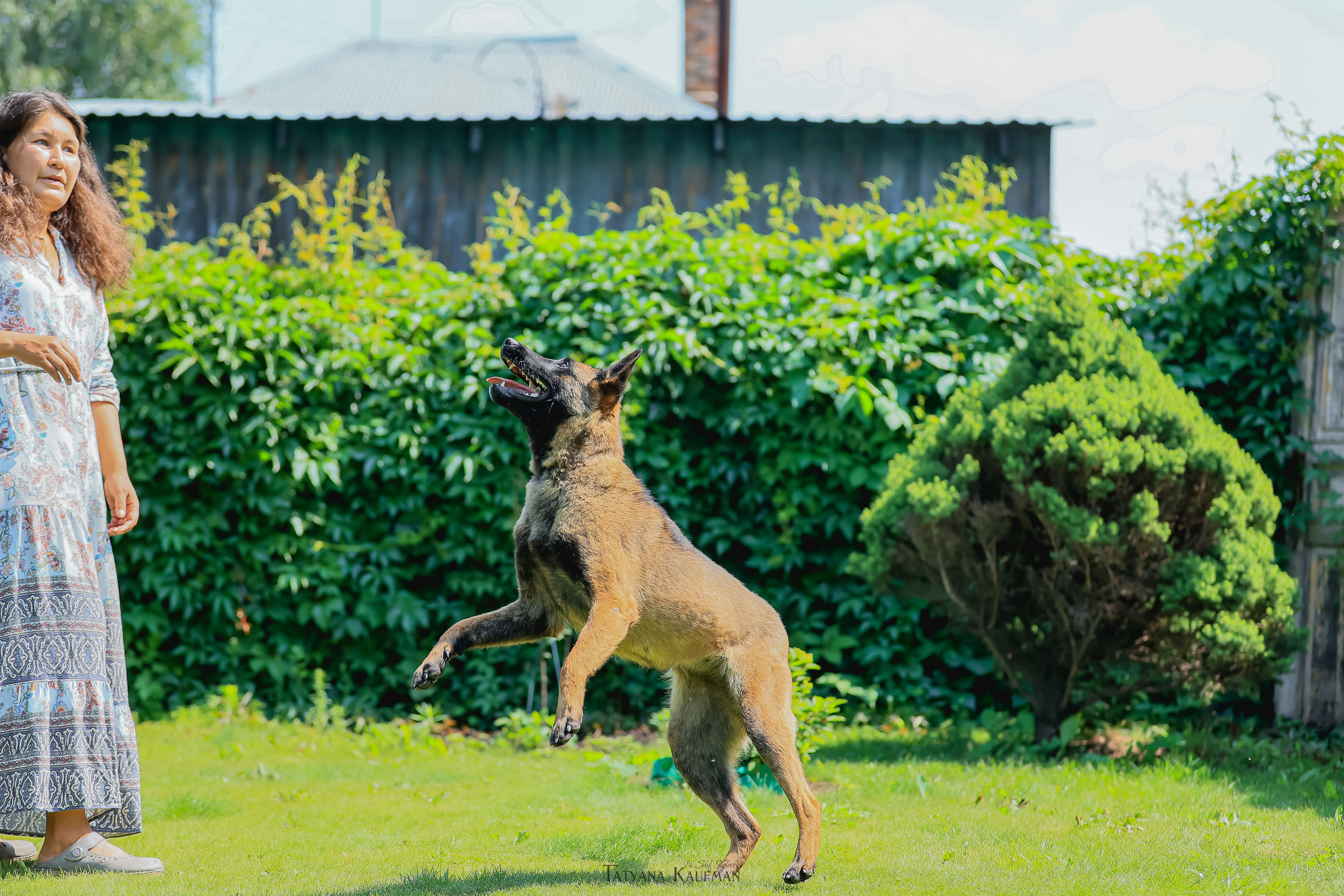 Фотосессия Малинуа. Фотограф Анималист из Новосибирска Татьяна Кауфман