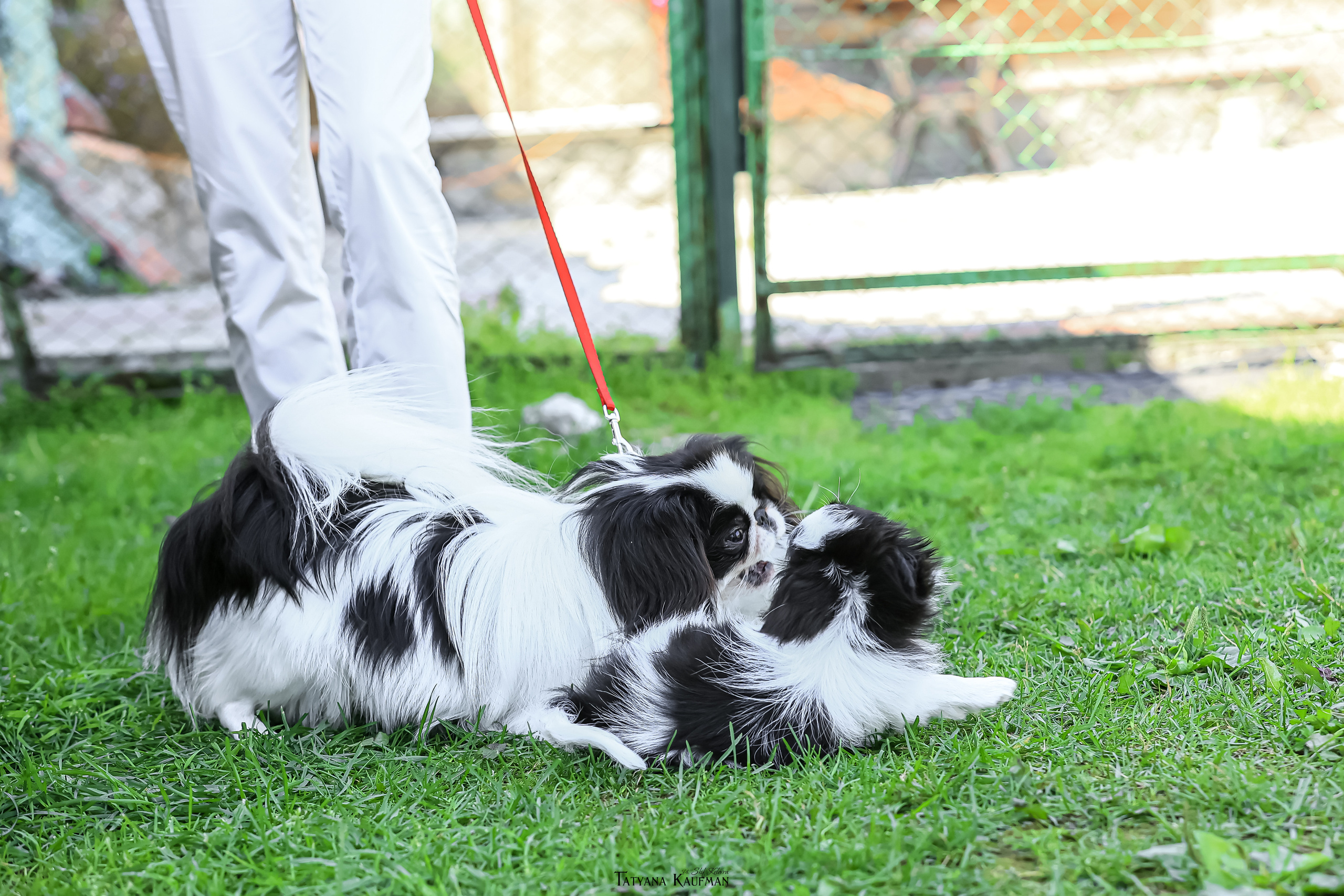 Японский хин, фотография японский хин, собака в цветах, красивая собака, фотограф анималист, фотокурс Анималистика, научиться фотографировать собак, фотограф Новосибирск