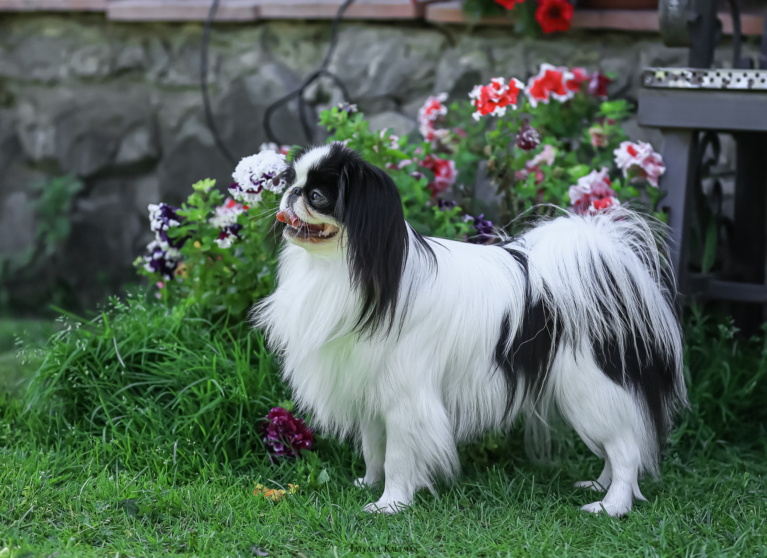 Японский хин, фотография японский хин, собака в цветах, красивая собака, фотограф анималист, фотокурс Анималистика, научиться фотографировать собак, фотограф Новосибирск
