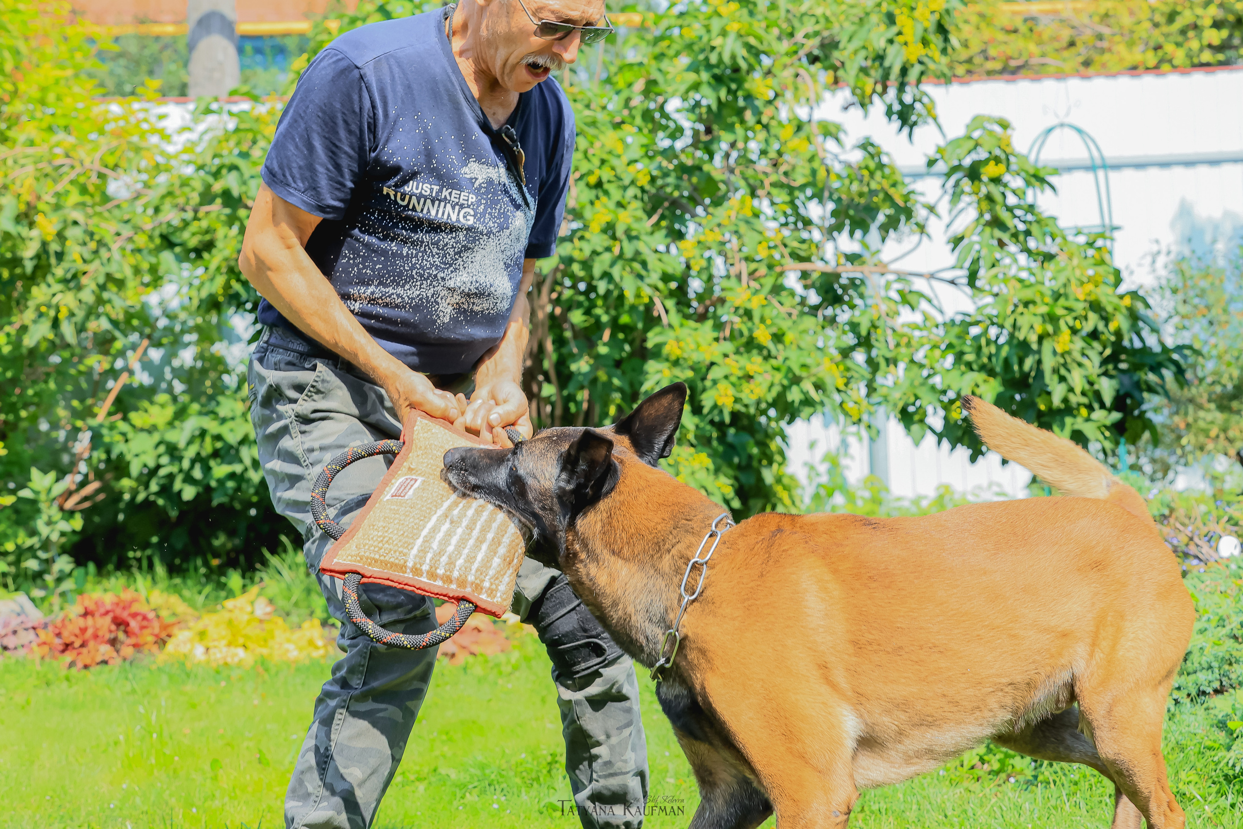 Фотосессия Малинуа. Фотограф Анималист из Новосибирска Татьяна Кауфман