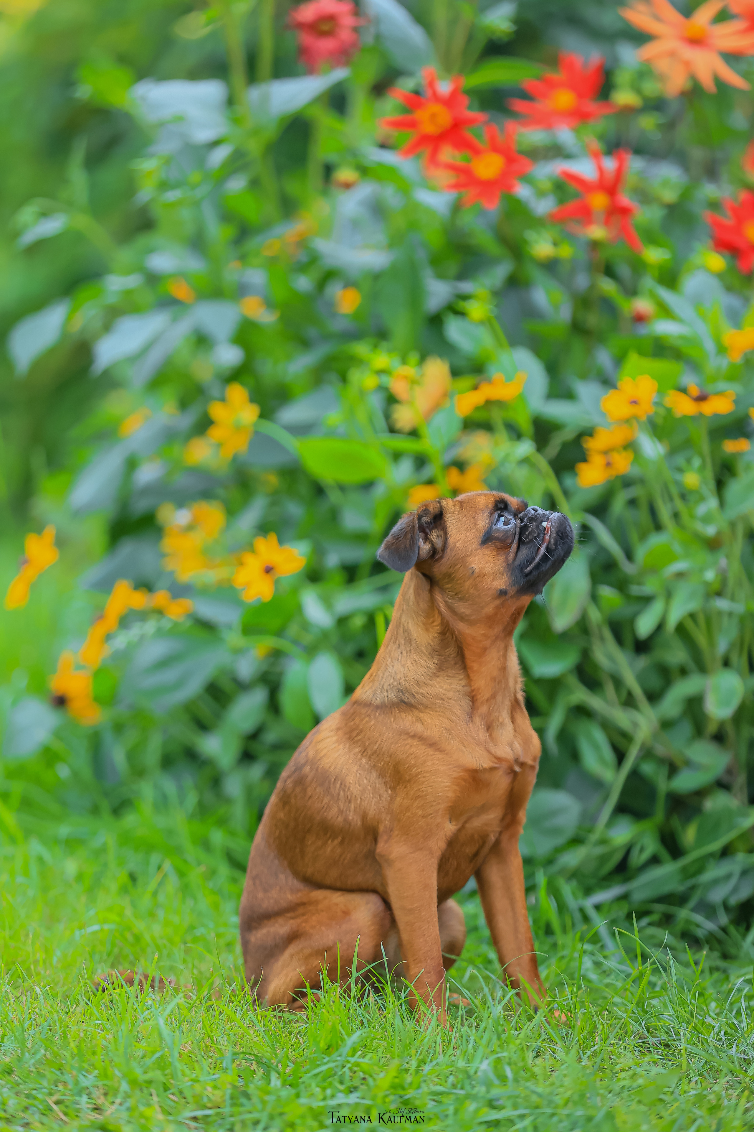 Малый брабансон, фотография брабансон, красивая собака, фотограф анималист, фотокурс Анималистика, научиться фотографировать собак, фотограф Новосибирск