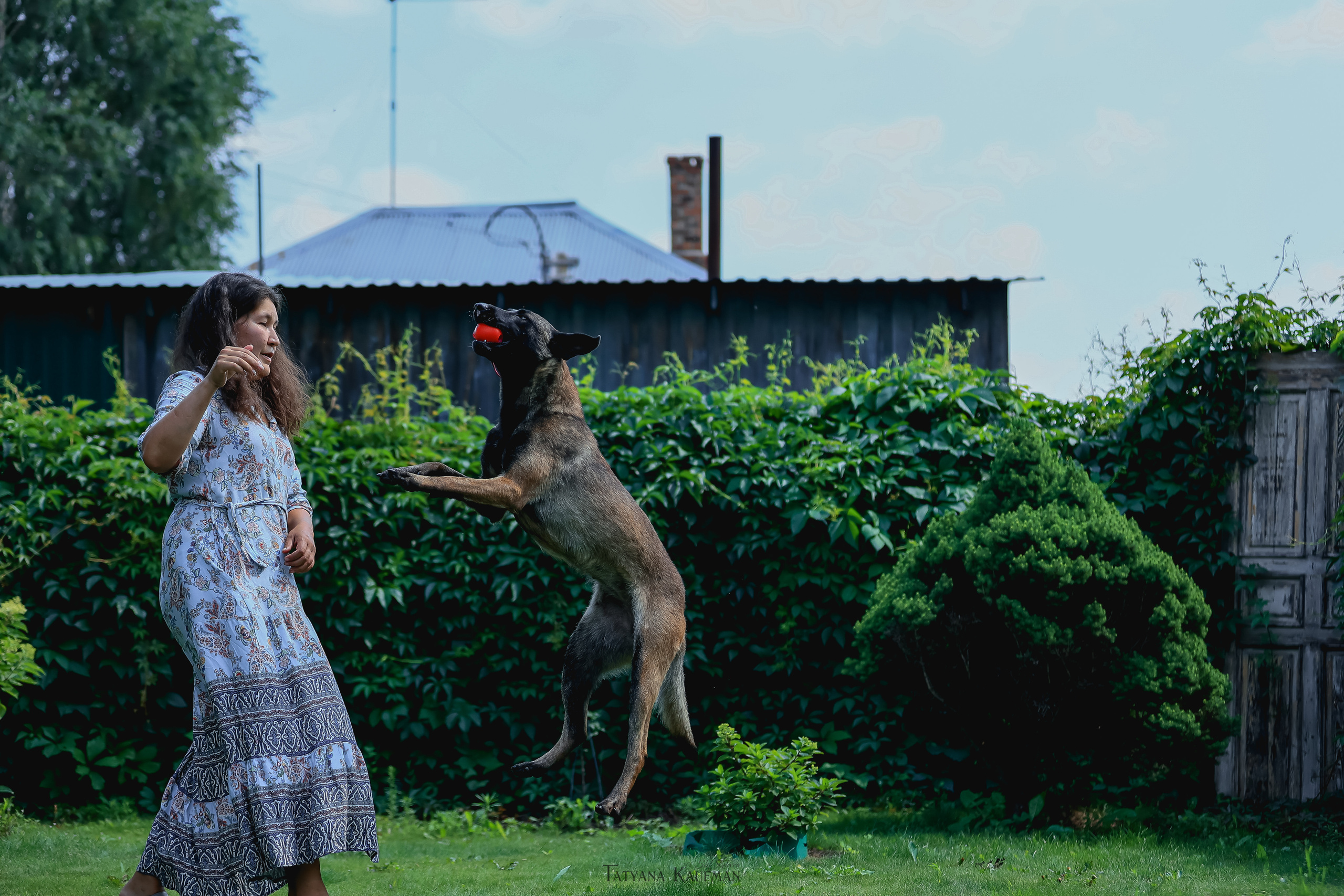 Фотосессия Малинуа. Фотограф Анималист из Новосибирска Татьяна Кауфман