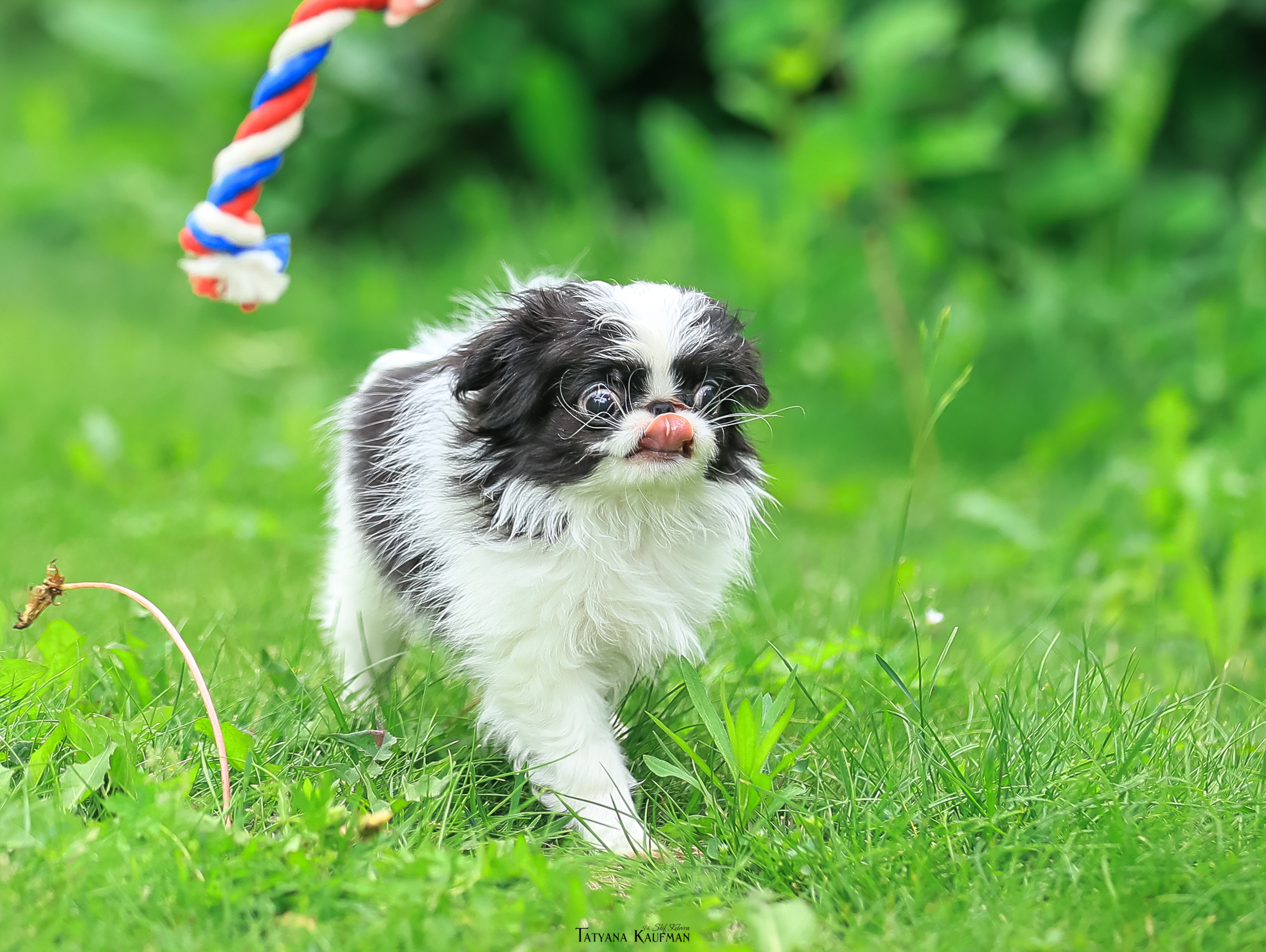 Фотосъемка японских хинов. Фотограф Анималист из Новосибирска Татьяна Кауфман