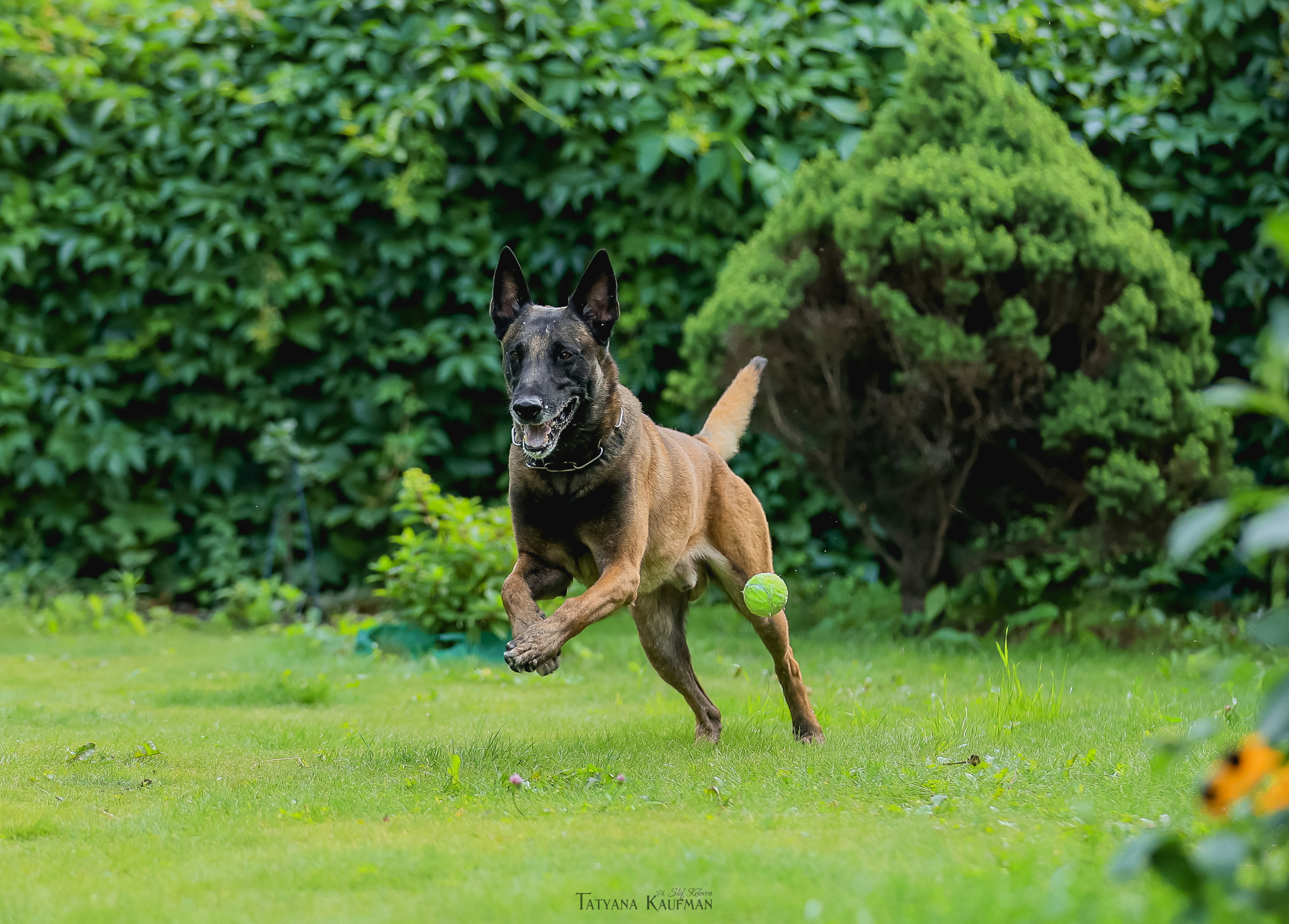 Фотосессия Малинуа. Фотограф Анималист из Новосибирска Татьяна Кауфман